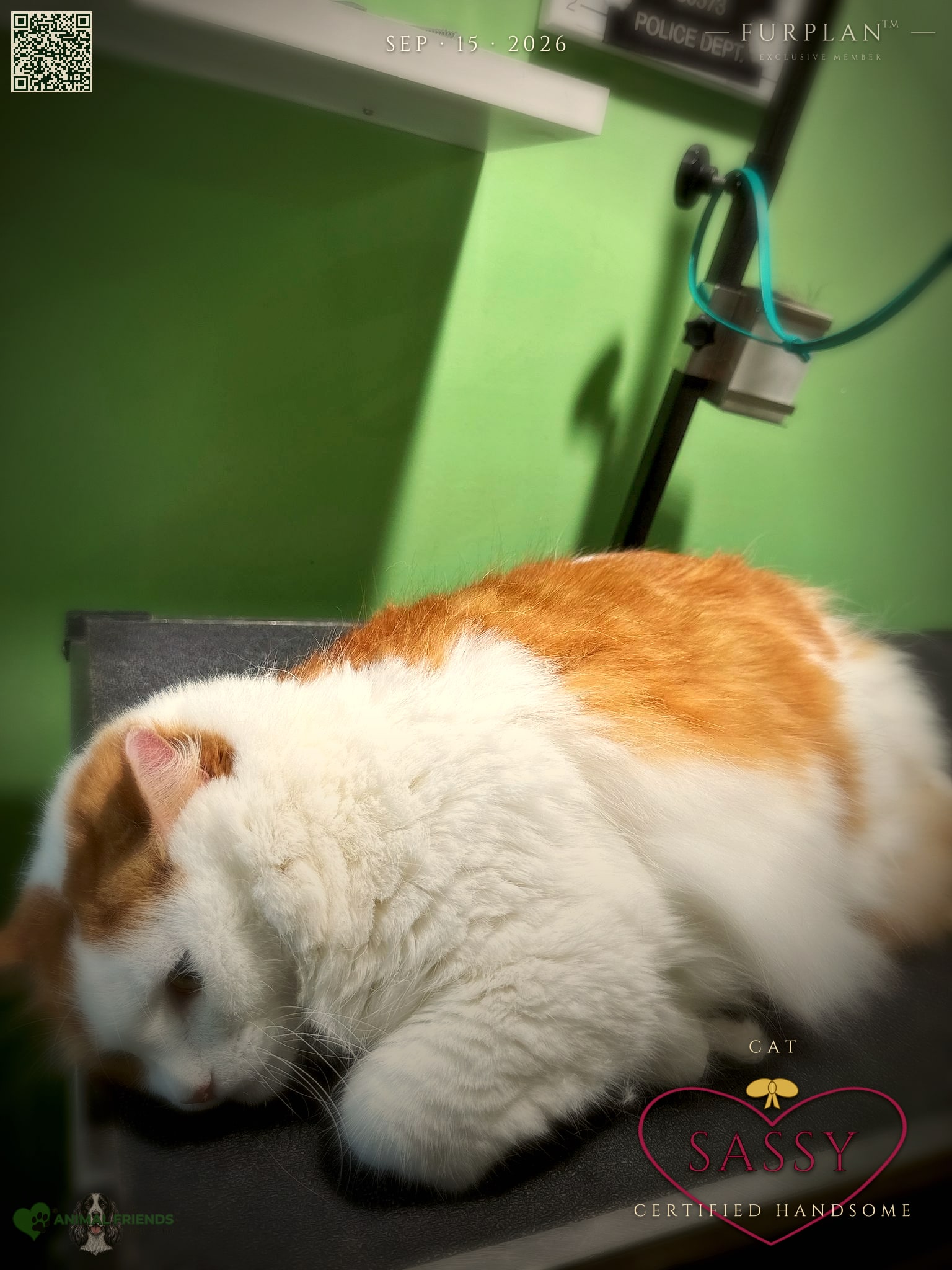 Sassy - Grooming at Animal Friends Pet Care