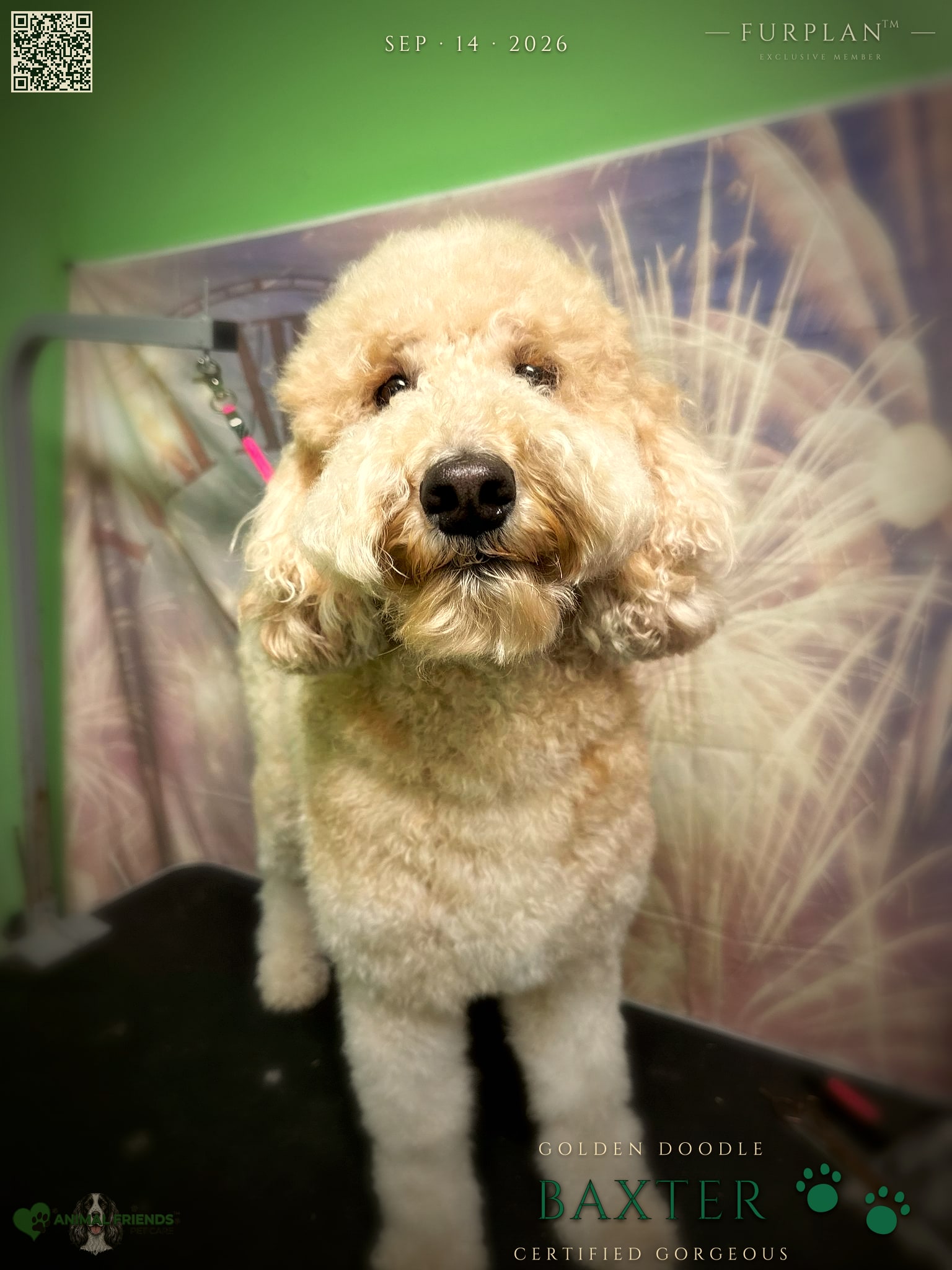 Baxter - Grooming at Animal Friends Pet Care