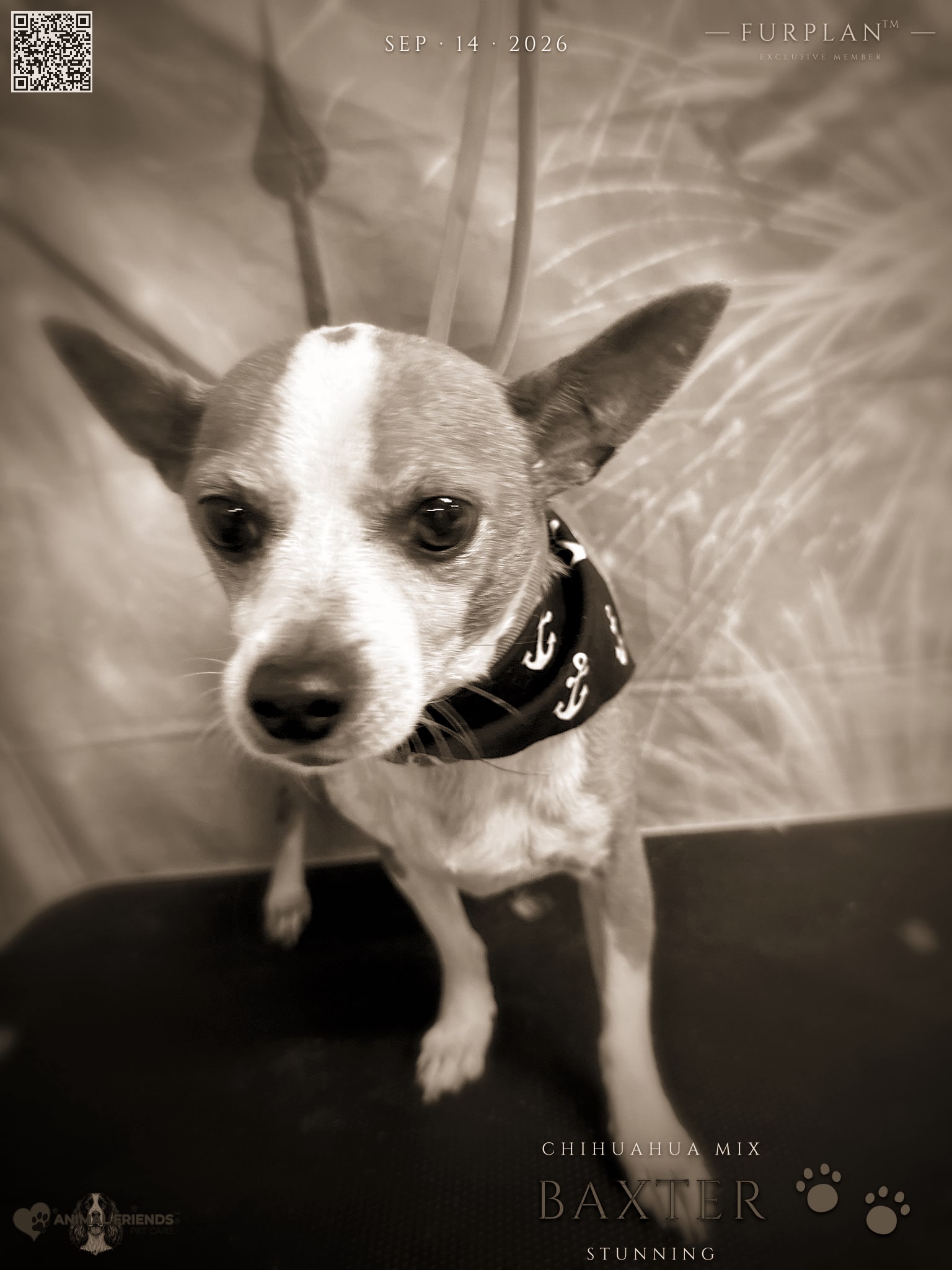 Baxter - Grooming at Animal Friends Pet Care