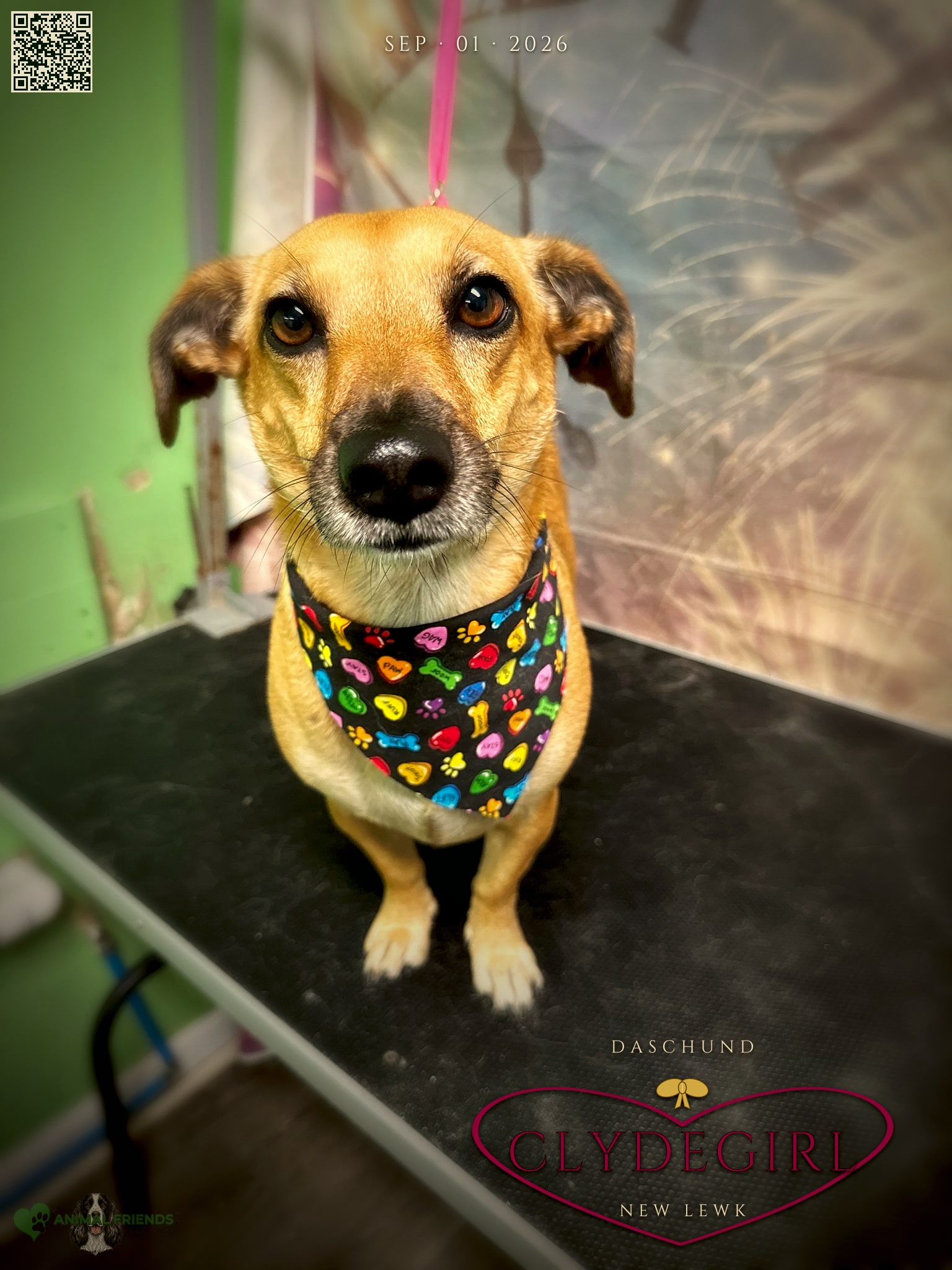 Clydegirl - Grooming at Animal Friends Pet Care