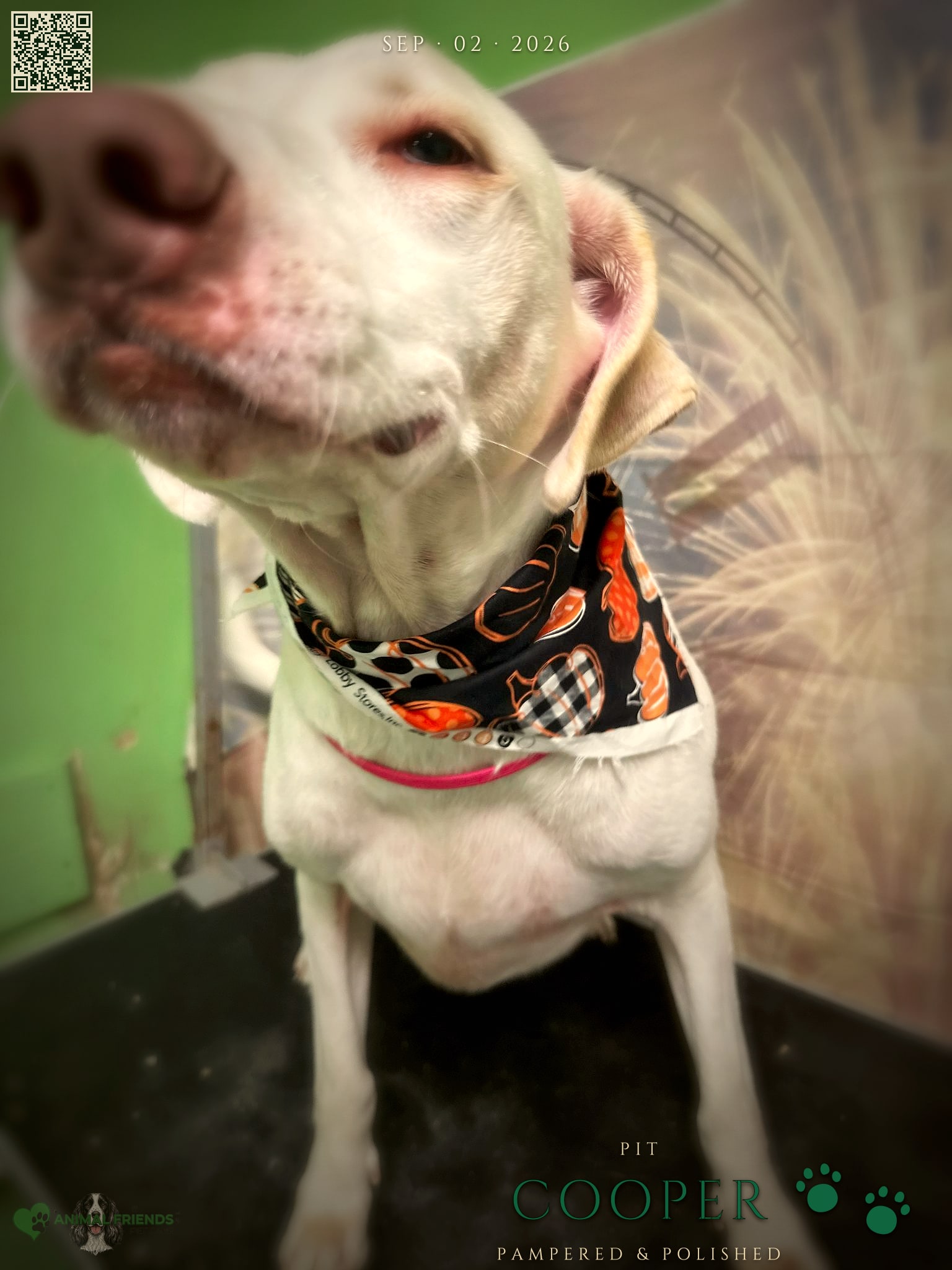 Cooper - Grooming at Animal Friends Pet Care