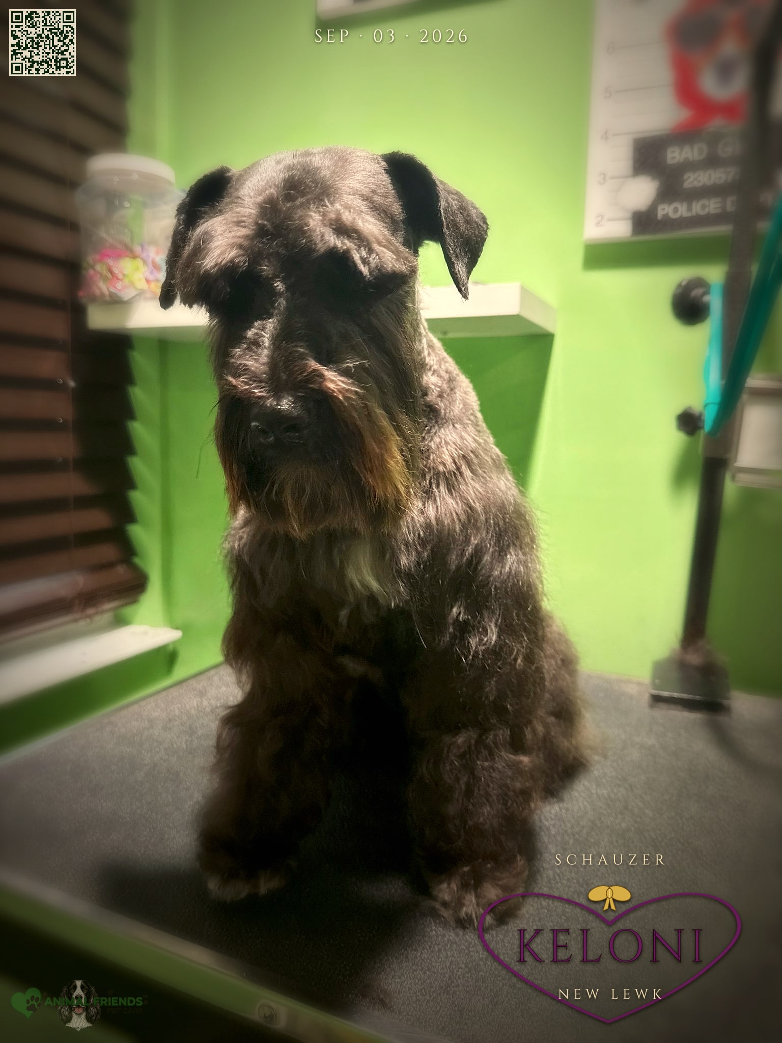 Keloni - Grooming at Animal Friends Pet Care