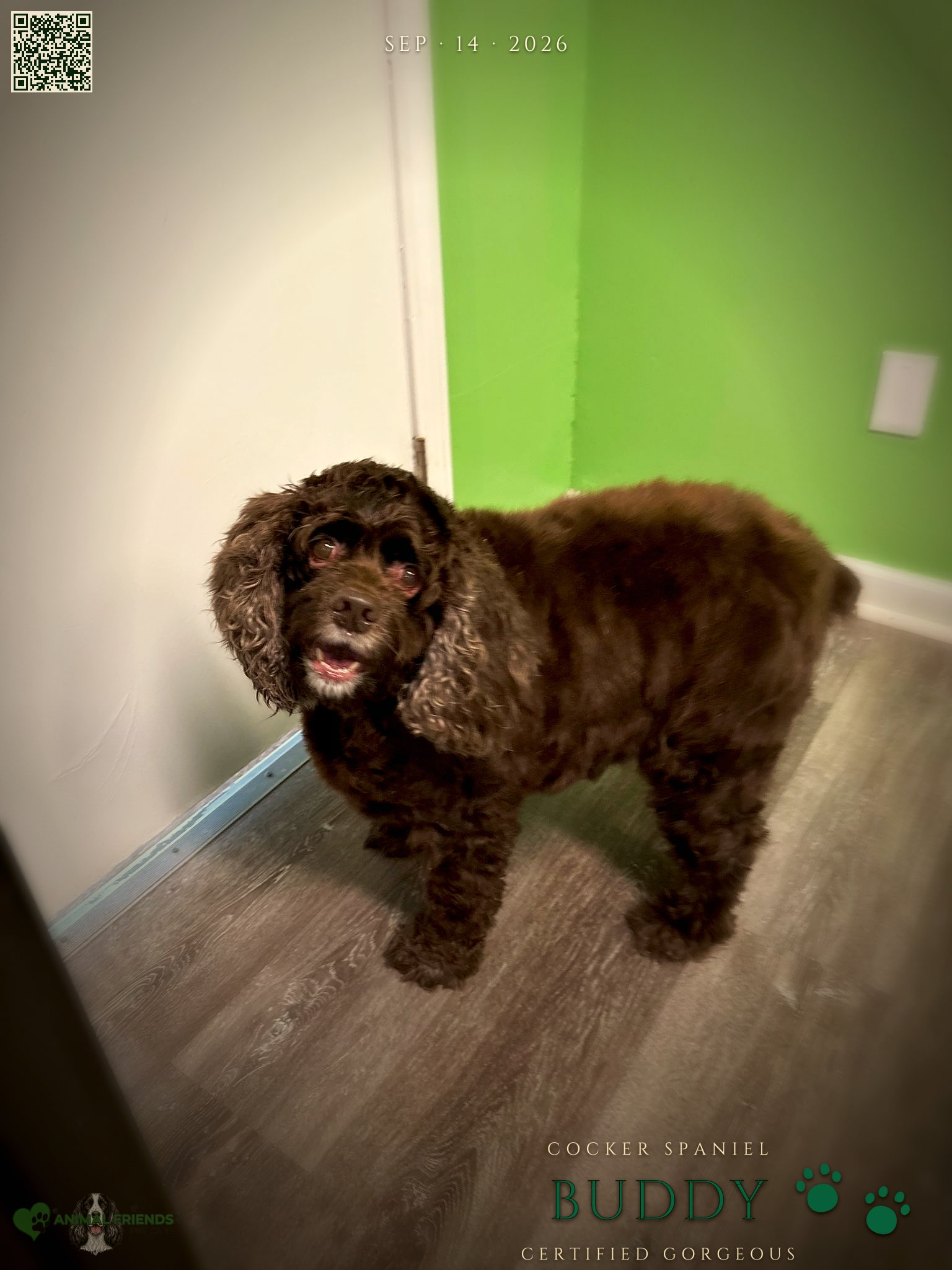 Buddy - Grooming at Animal Friends Pet Care