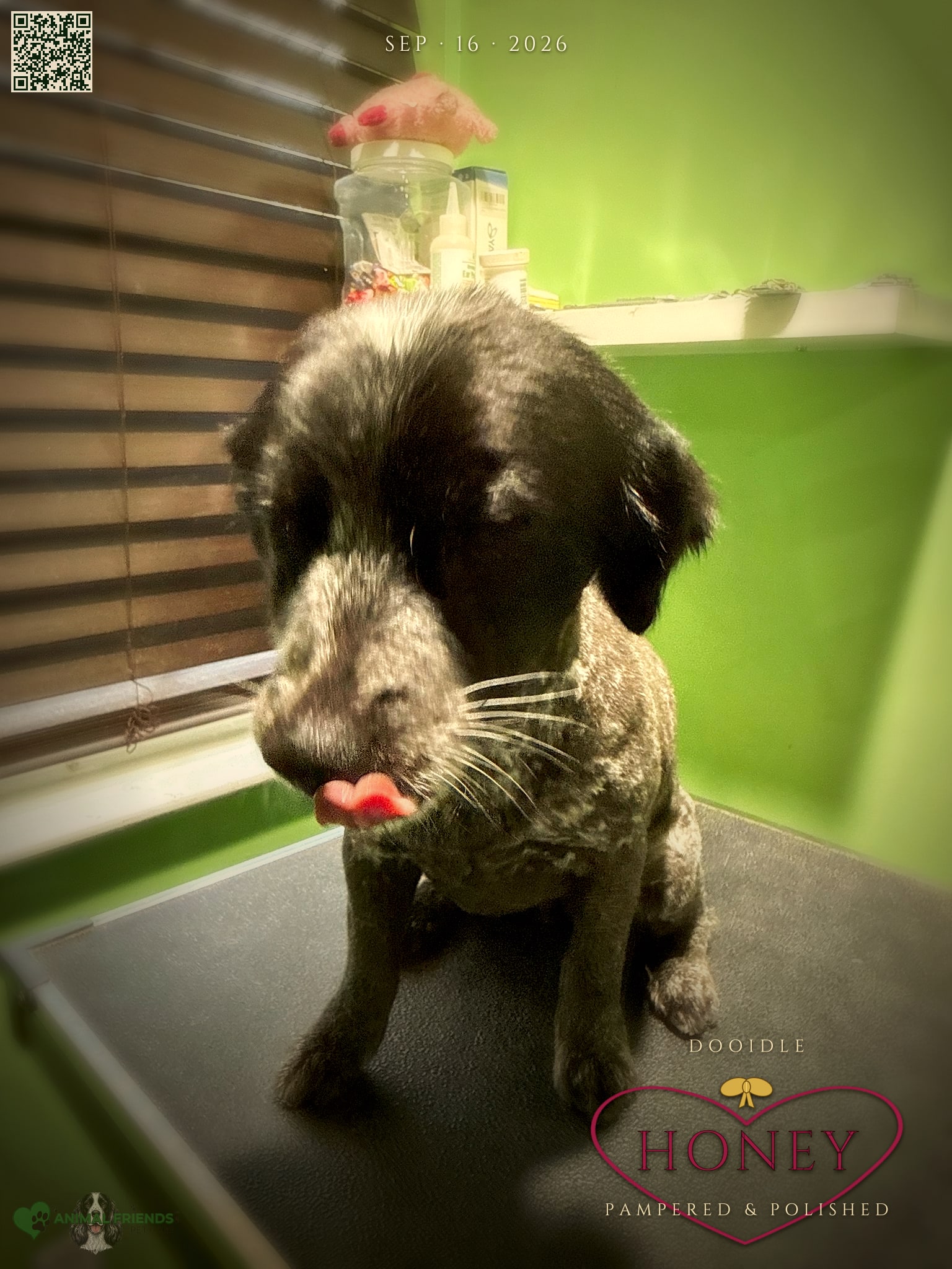 Honey - Grooming at Animal Friends Pet Care
