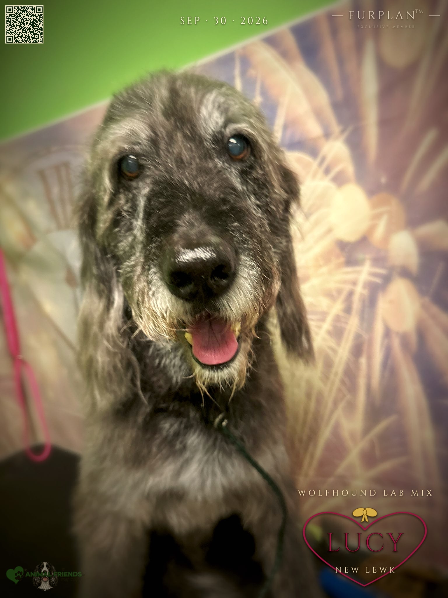 Lucy - Grooming at Animal Friends Pet Care