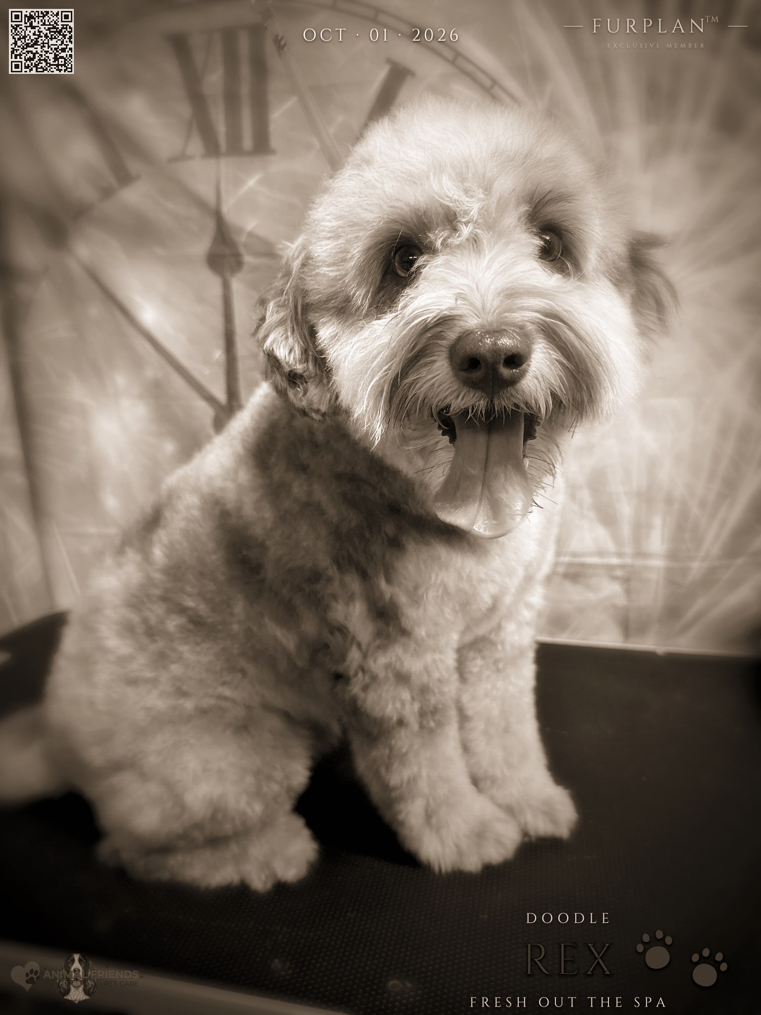 Rex - Grooming at Animal Friends Pet Care