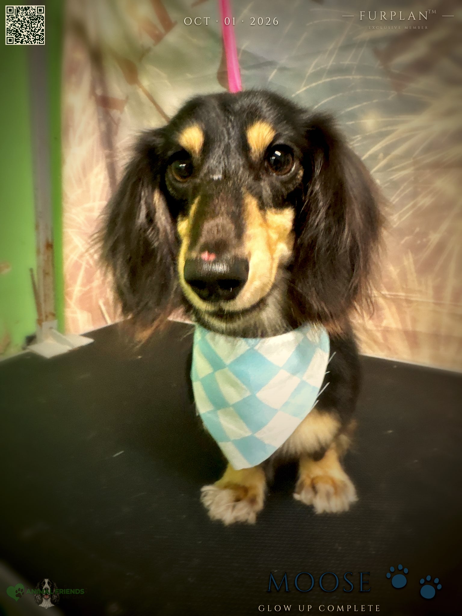 Moose - Grooming at Animal Friends Pet Care