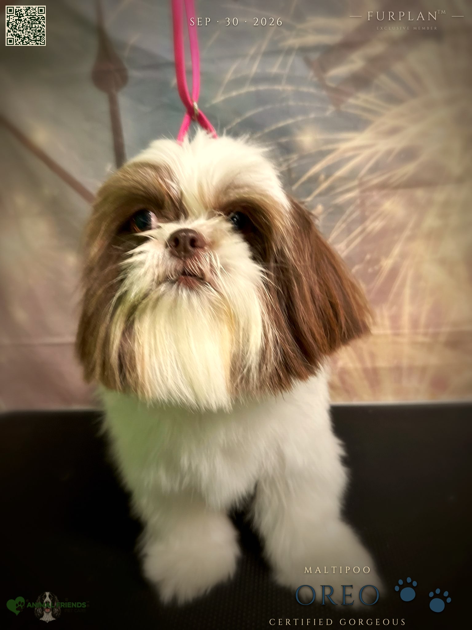 Oreo - Grooming at Animal Friends Pet Care