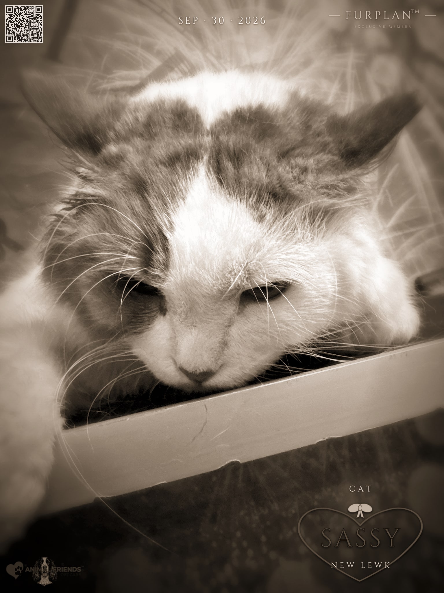 Sassy - Grooming at Animal Friends Pet Care