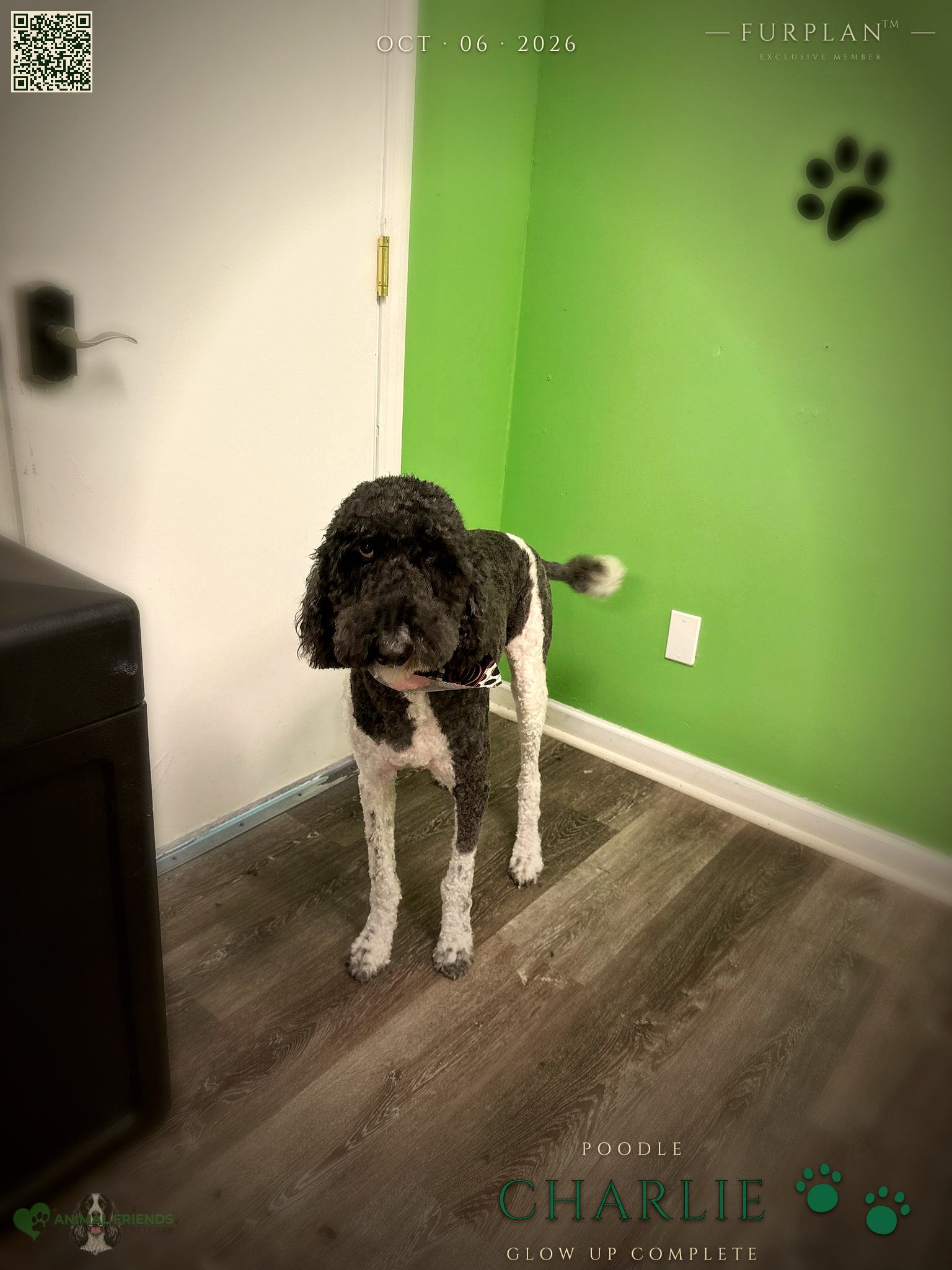 Charlie - Grooming at Animal Friends Pet Care