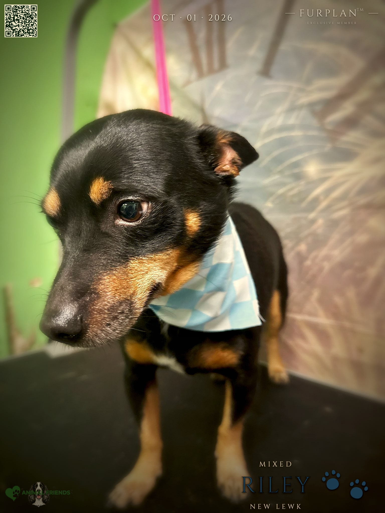Riley - Grooming at Animal Friends Pet Care