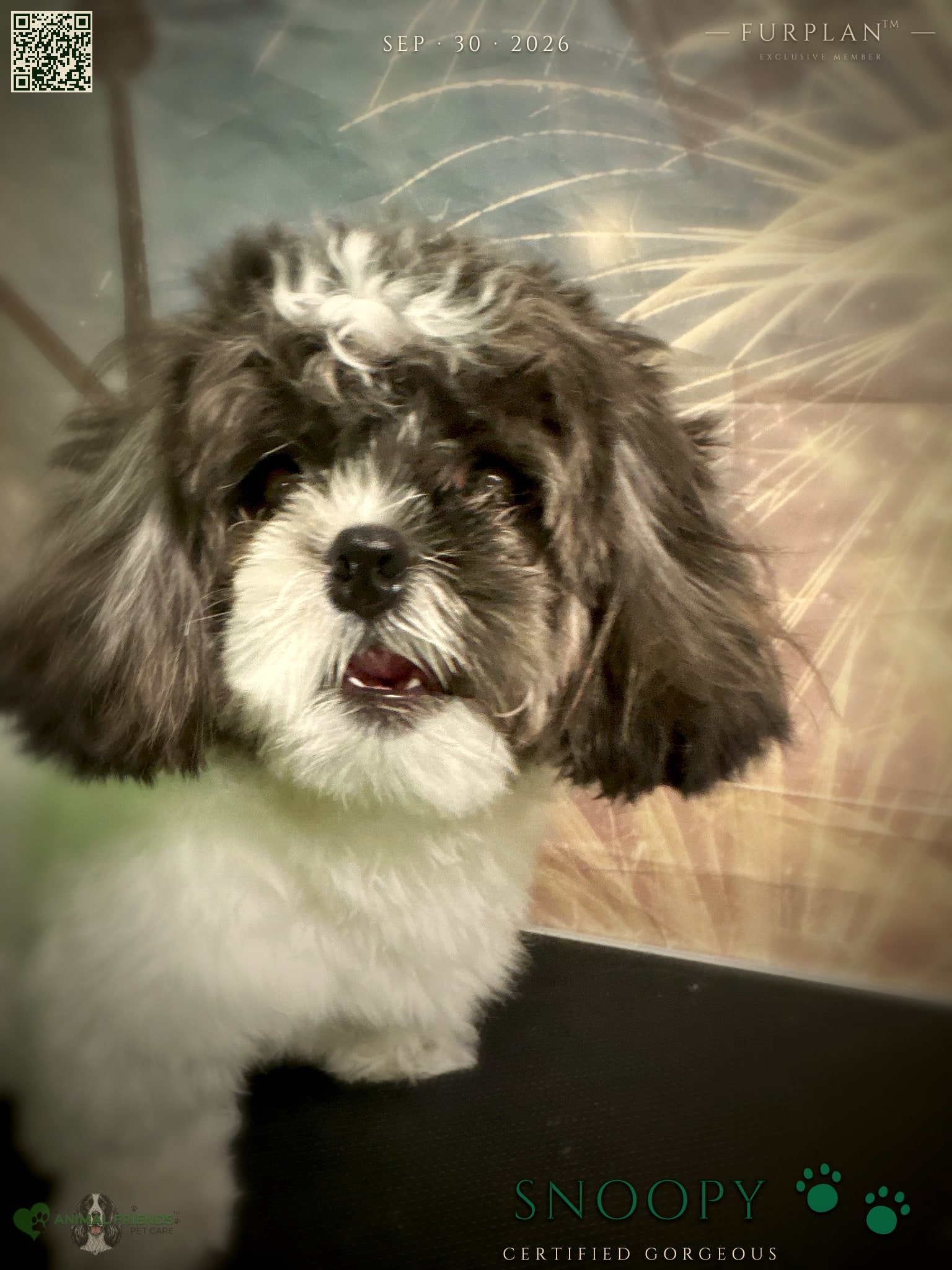 Snoopy - Grooming at Animal Friends Pet Care