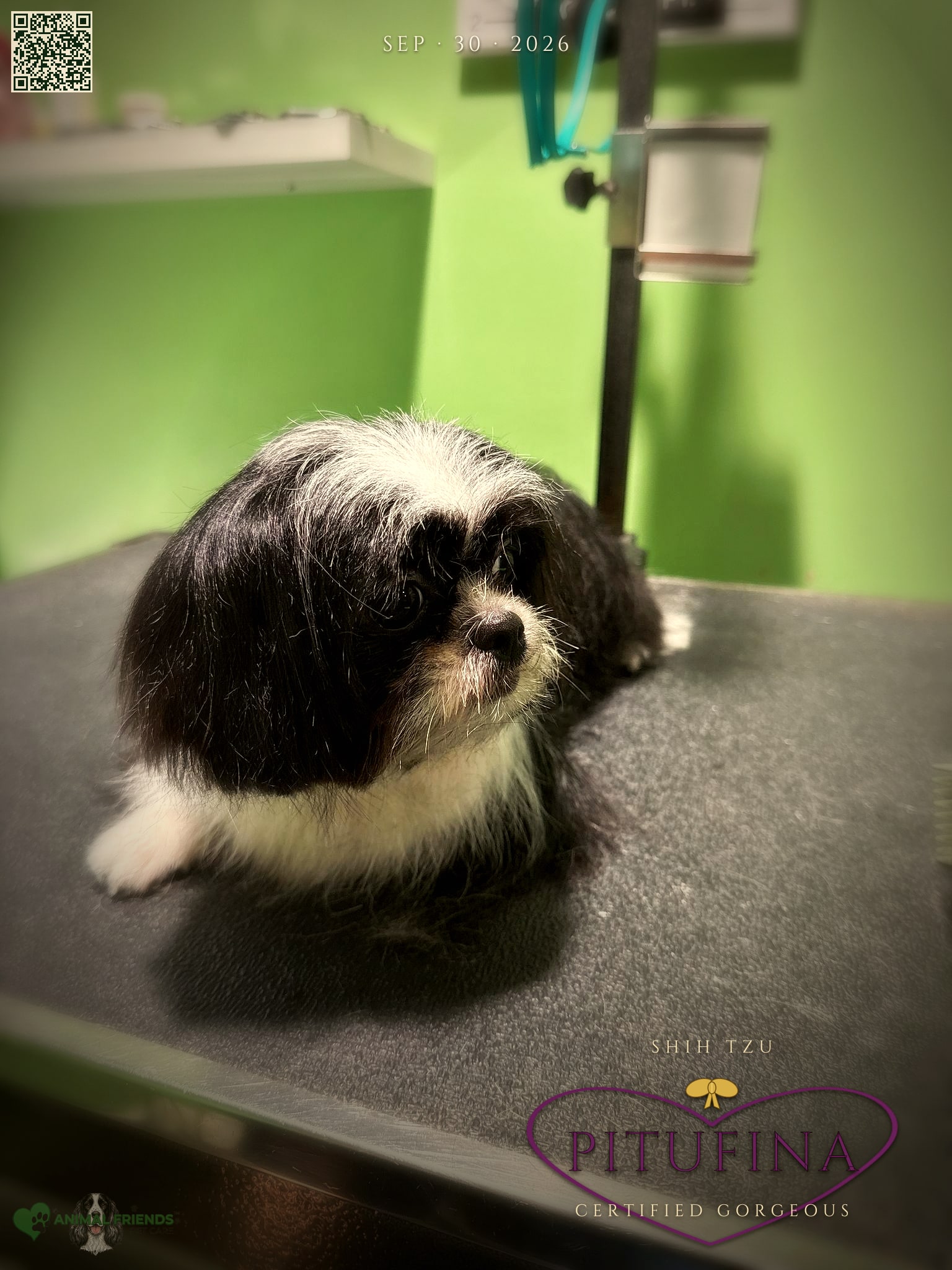 Pitufina - Grooming at Animal Friends Pet Care