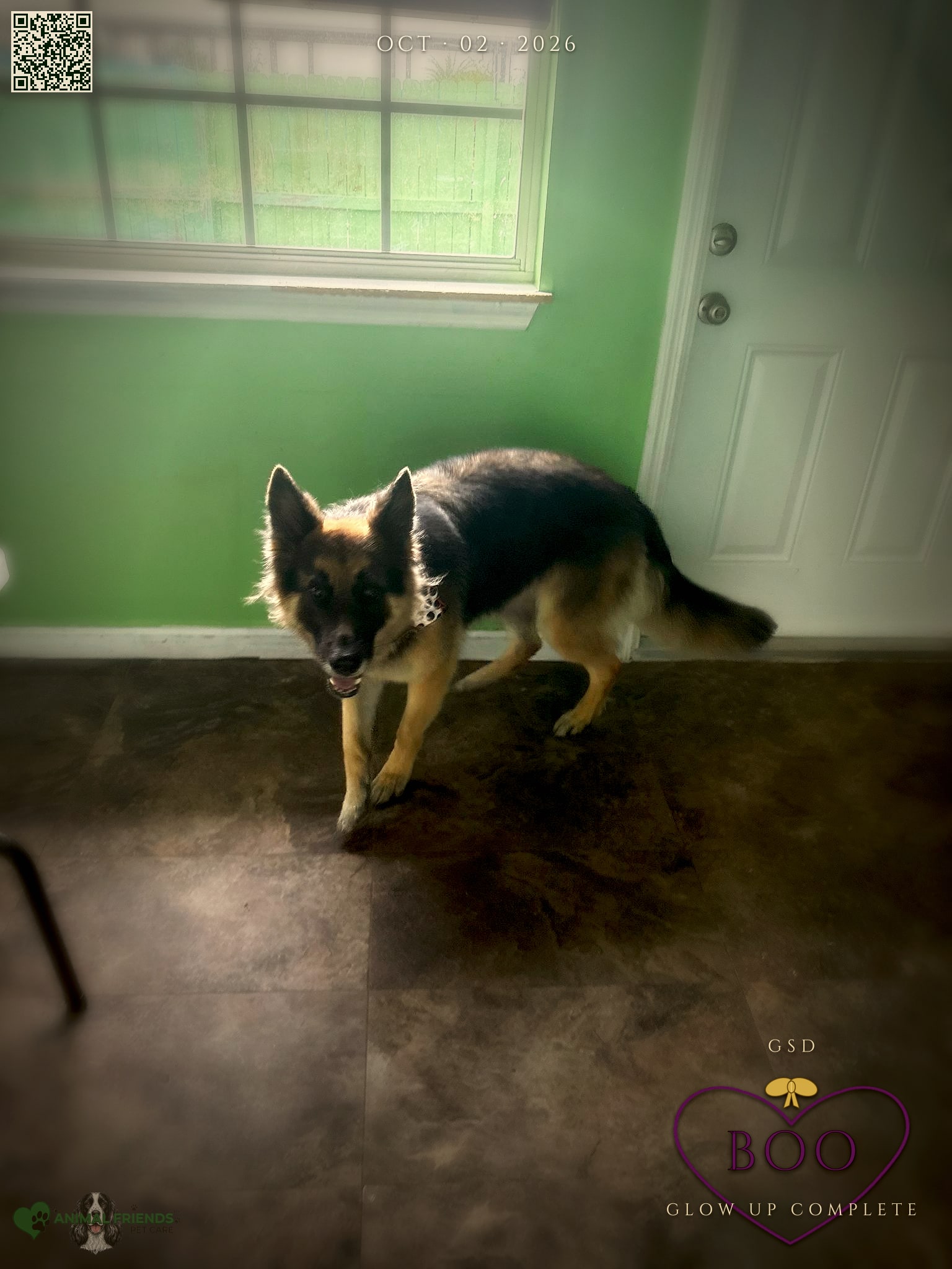 Boo - Grooming at Animal Friends Pet Care