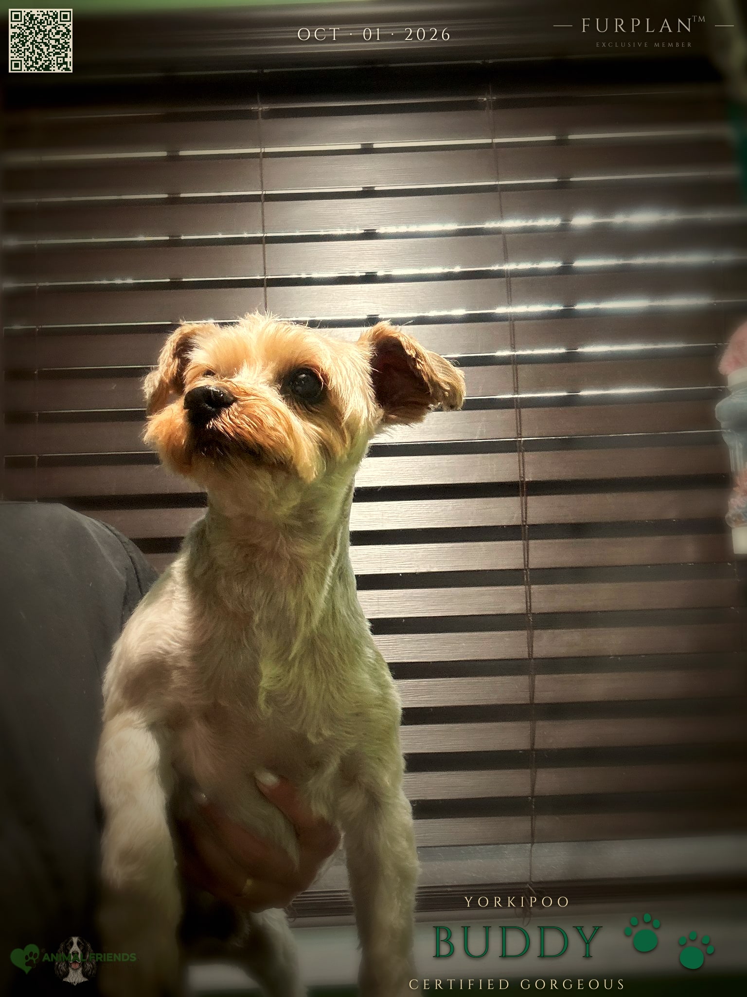Buddy - Grooming at Animal Friends Pet Care