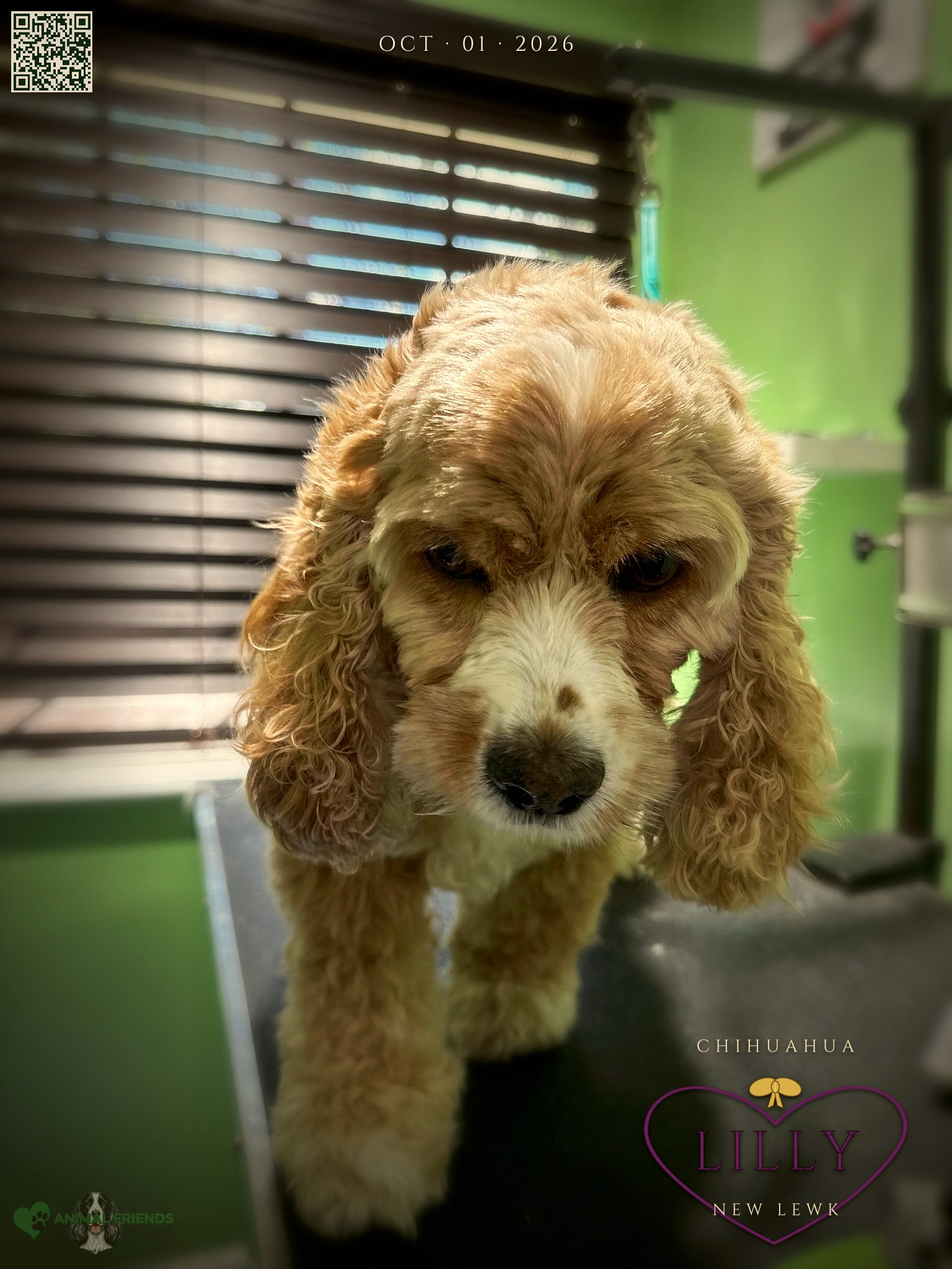 Lilly - Grooming at Animal Friends Pet Care