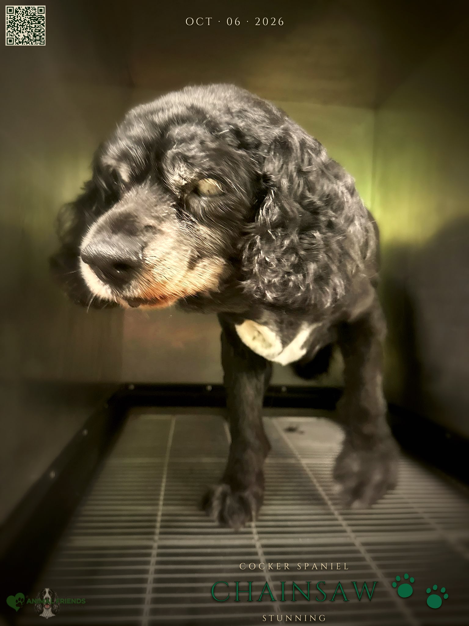 Chainsaw - Grooming at Animal Friends Pet Care