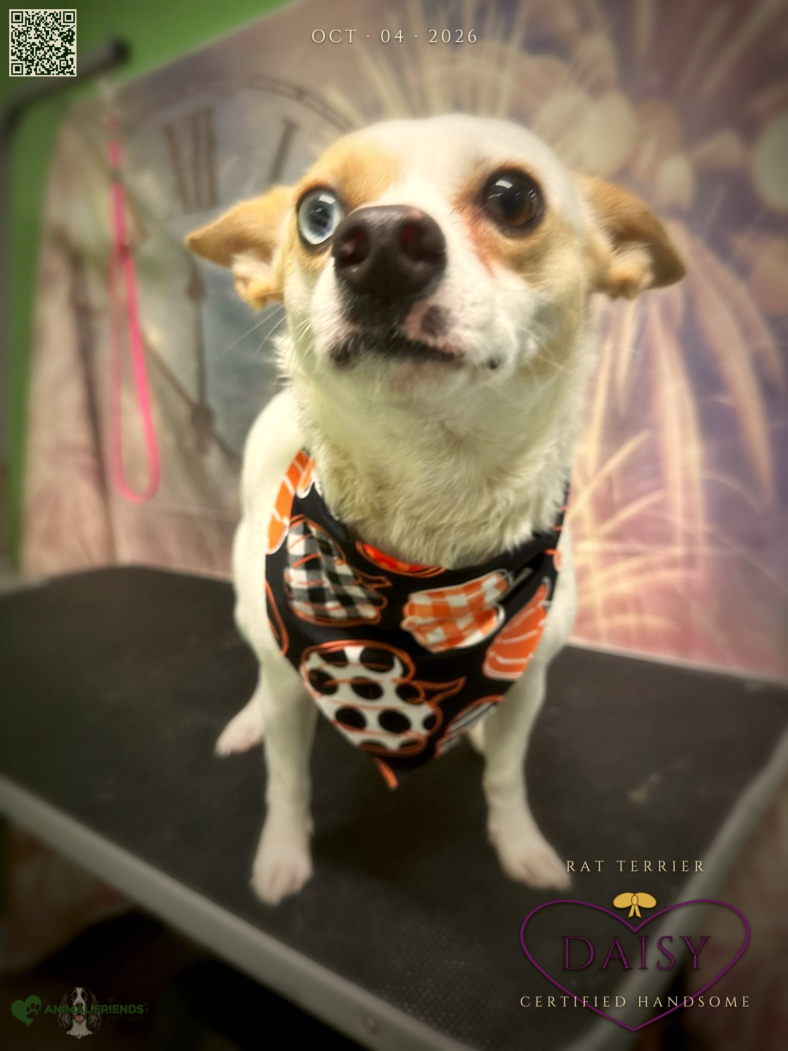 Daisy - Grooming at Animal Friends Pet Care