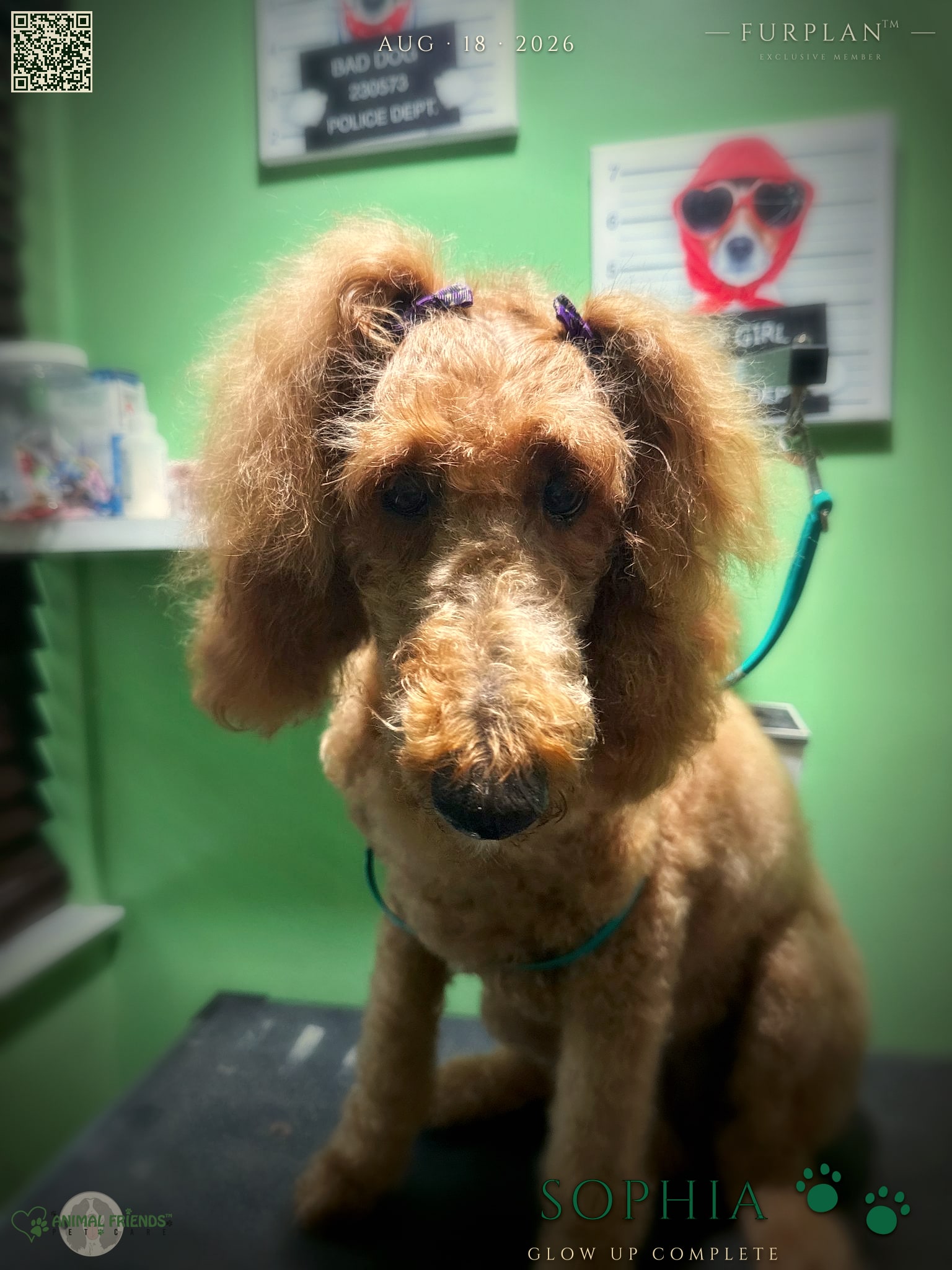 Sophia - Grooming at Animal Friends Pet Care