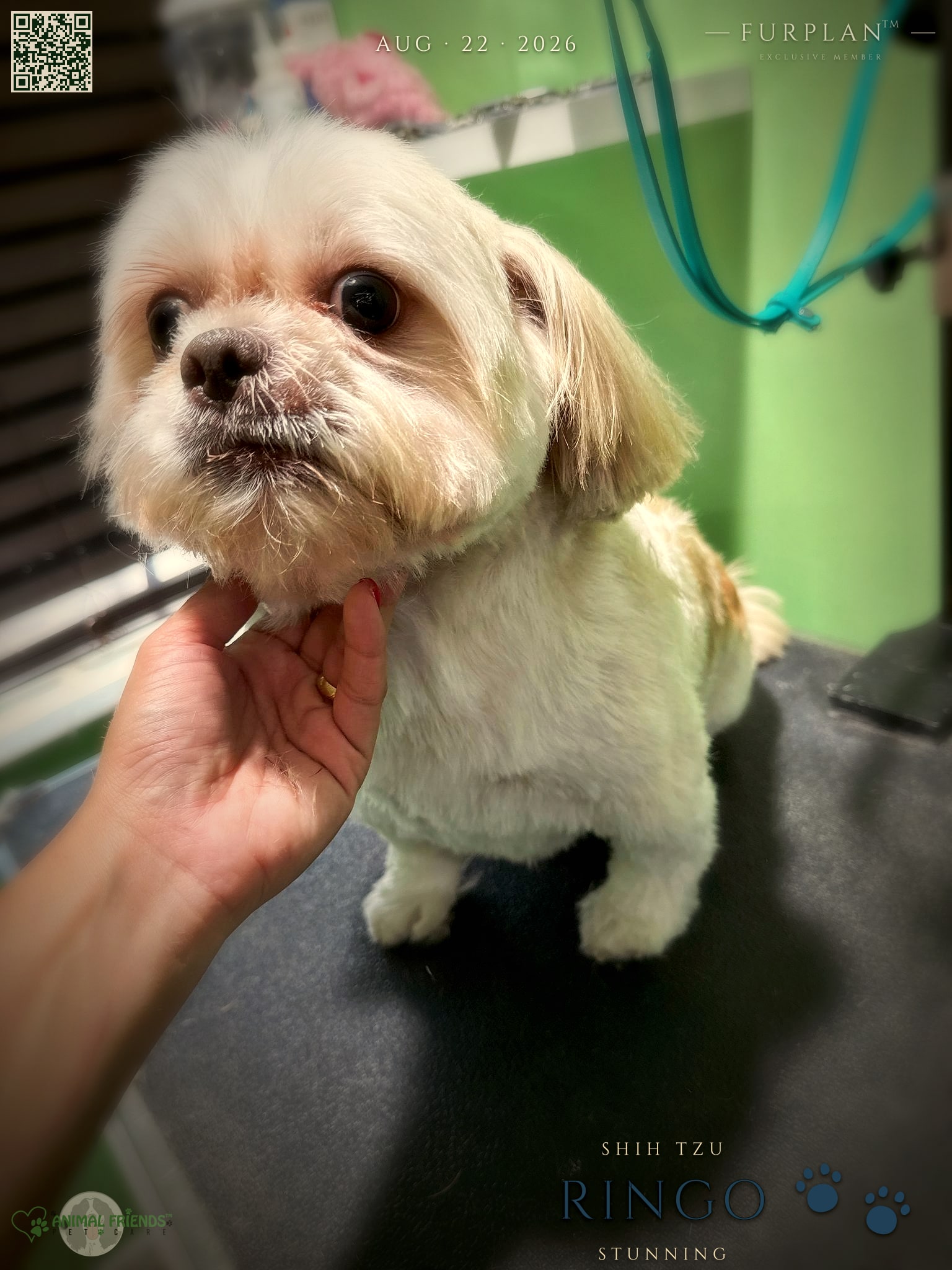 Ringo - Grooming at Animal Friends Pet Care