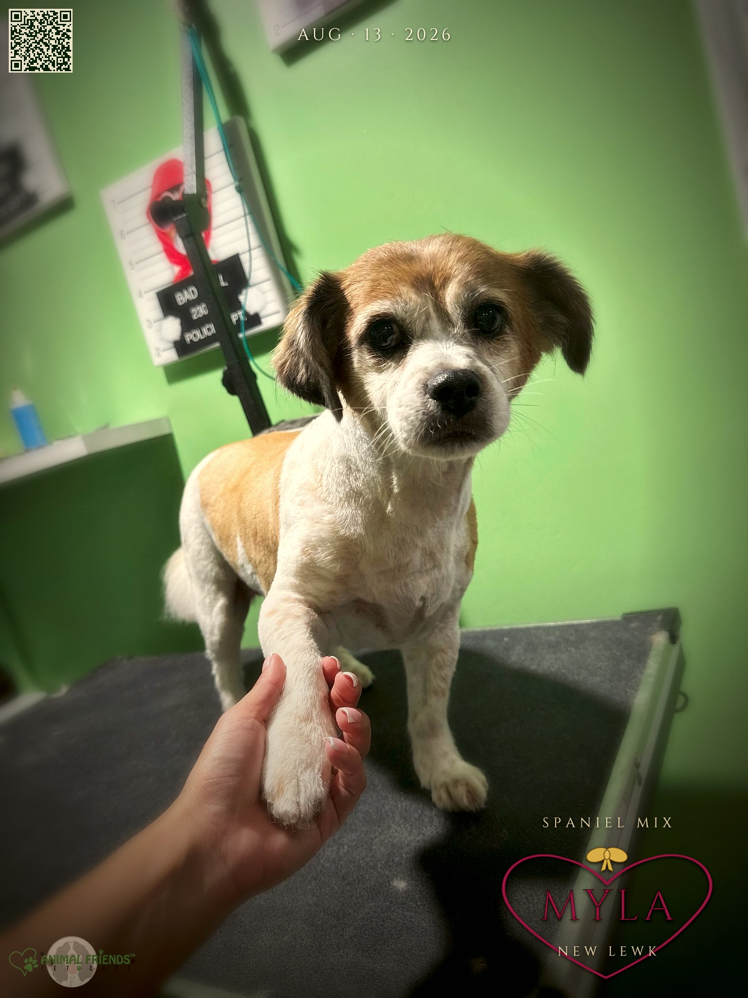Myla - Grooming at Animal Friends Pet Care