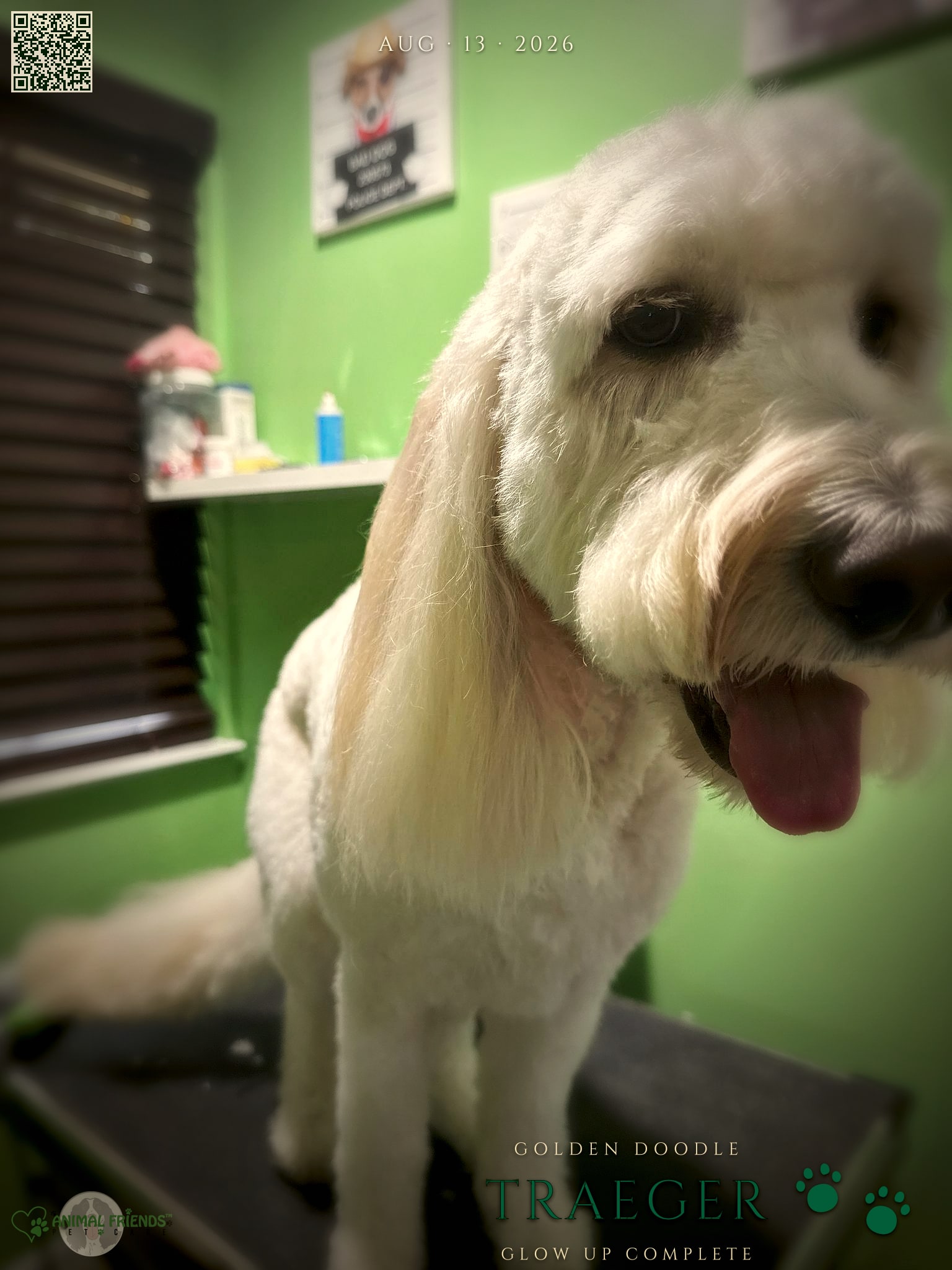 Traeger - Grooming at Animal Friends Pet Care