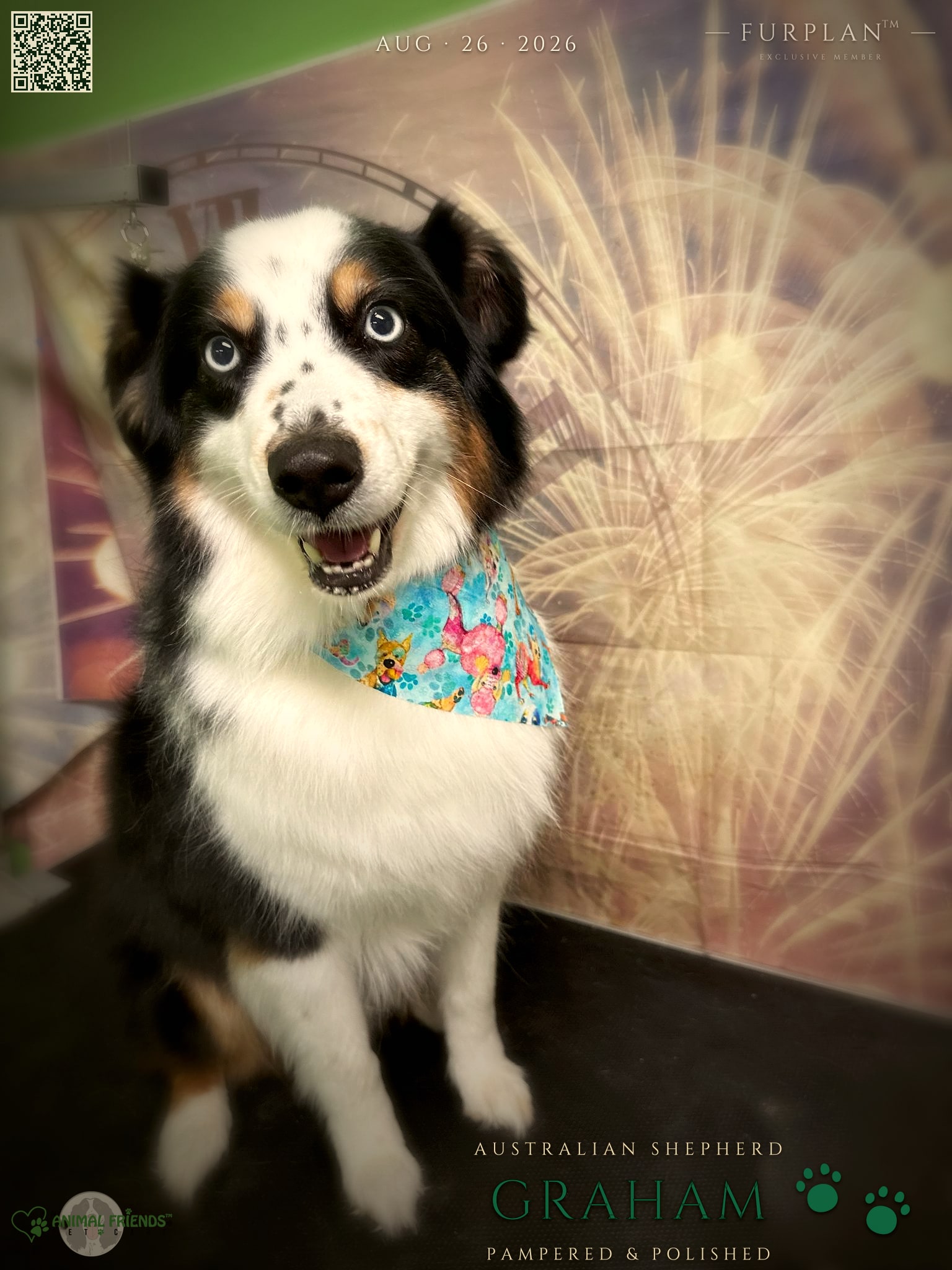 Graham - Grooming at Animal Friends Pet Care
