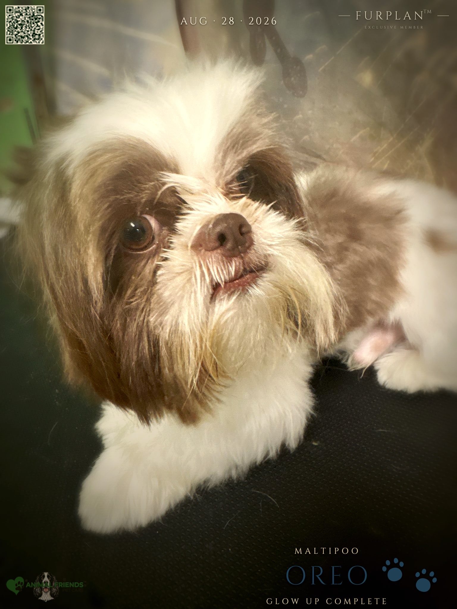 Oreo - Grooming at Animal Friends Pet Care