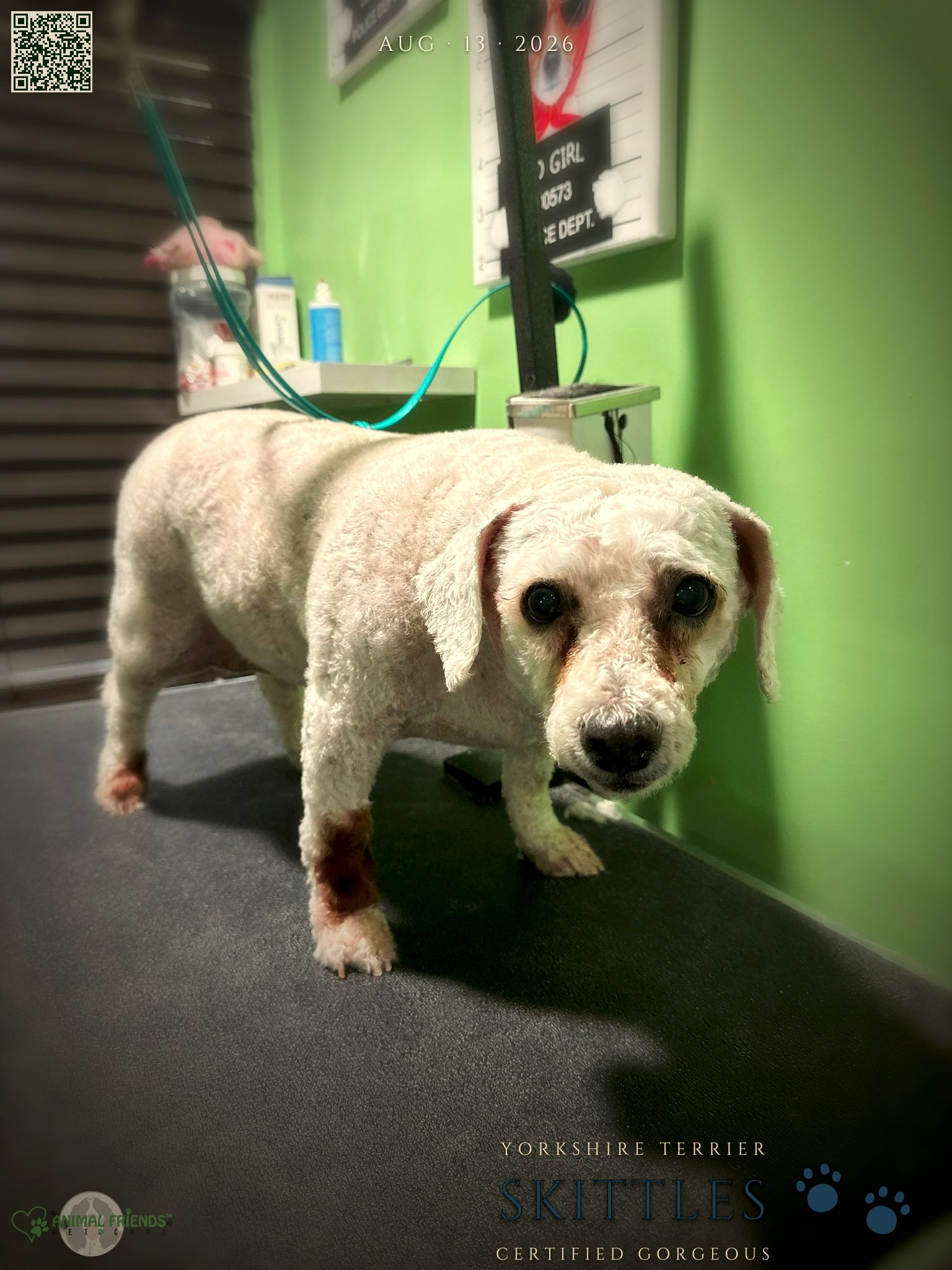 Skittles - Grooming at Animal Friends Pet Care