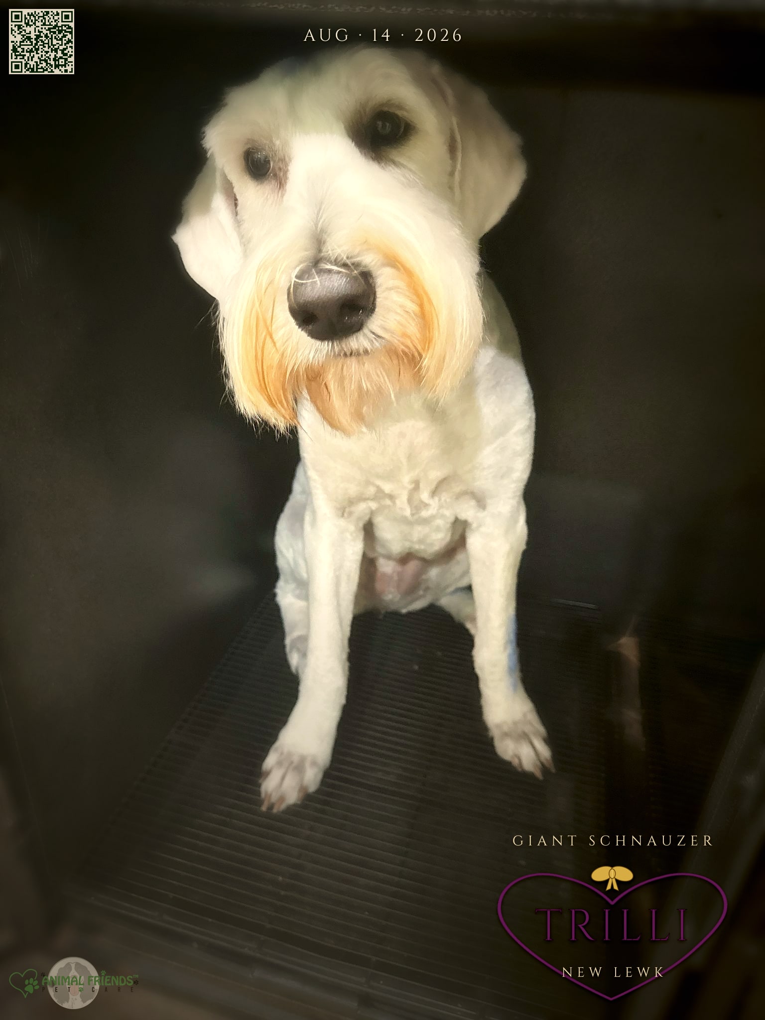 Trilli - Grooming at Animal Friends Pet Care