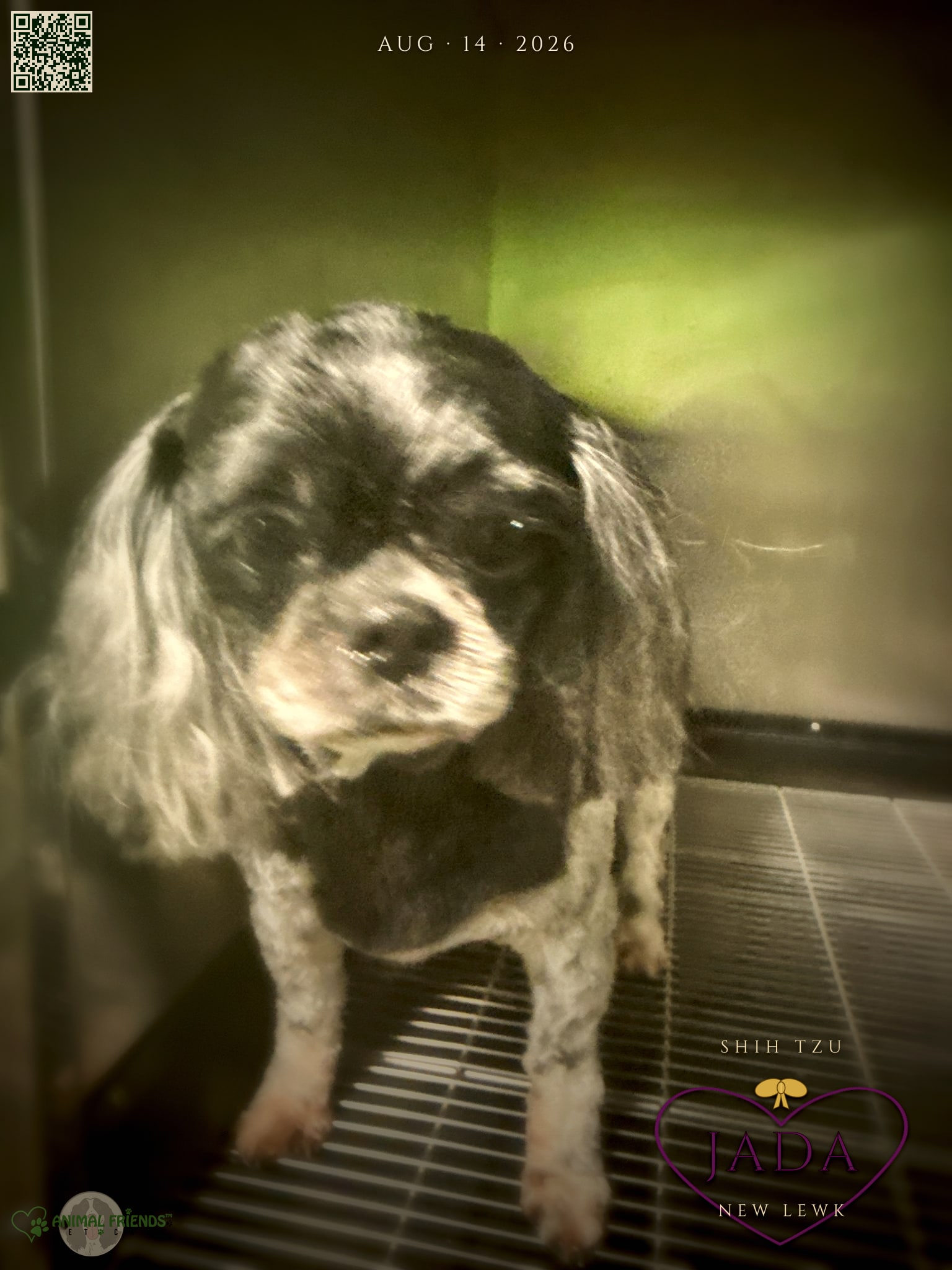 Jada - Grooming at Animal Friends Pet Care