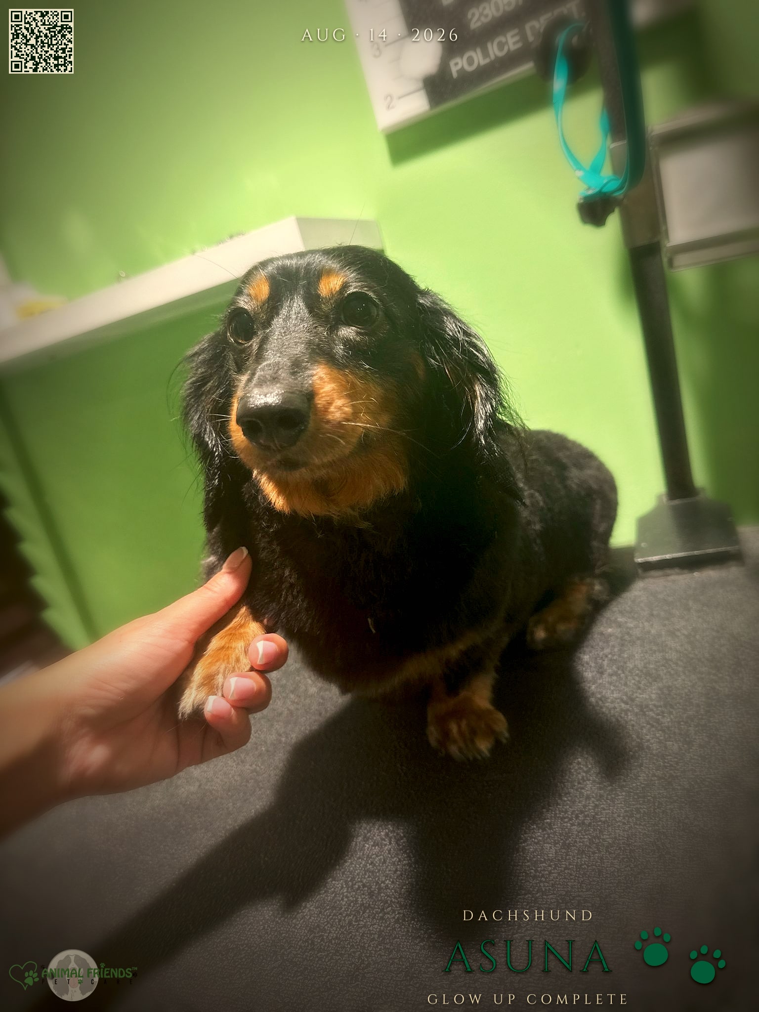 Asuna - Grooming at Animal Friends Pet Care