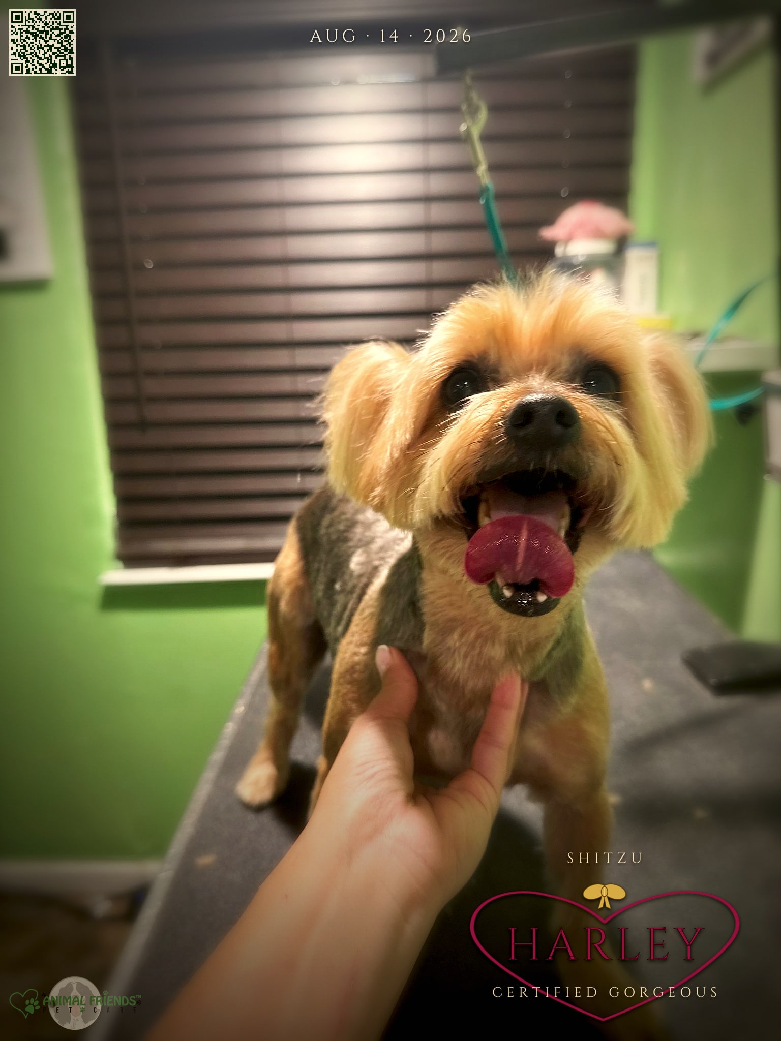 Harley - Grooming at Animal Friends Pet Care