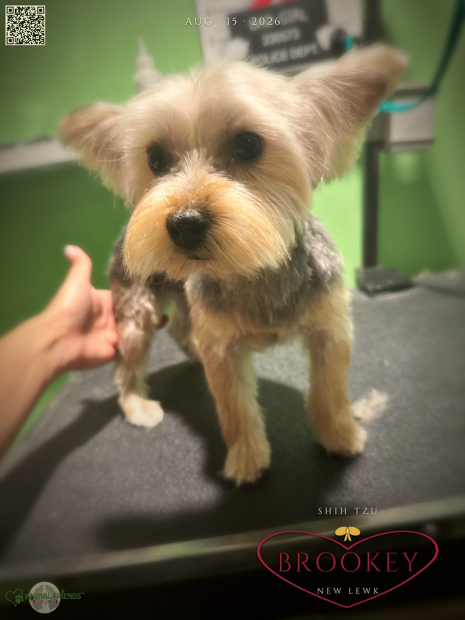 Brookey - Grooming at Animal Friends Pet Care