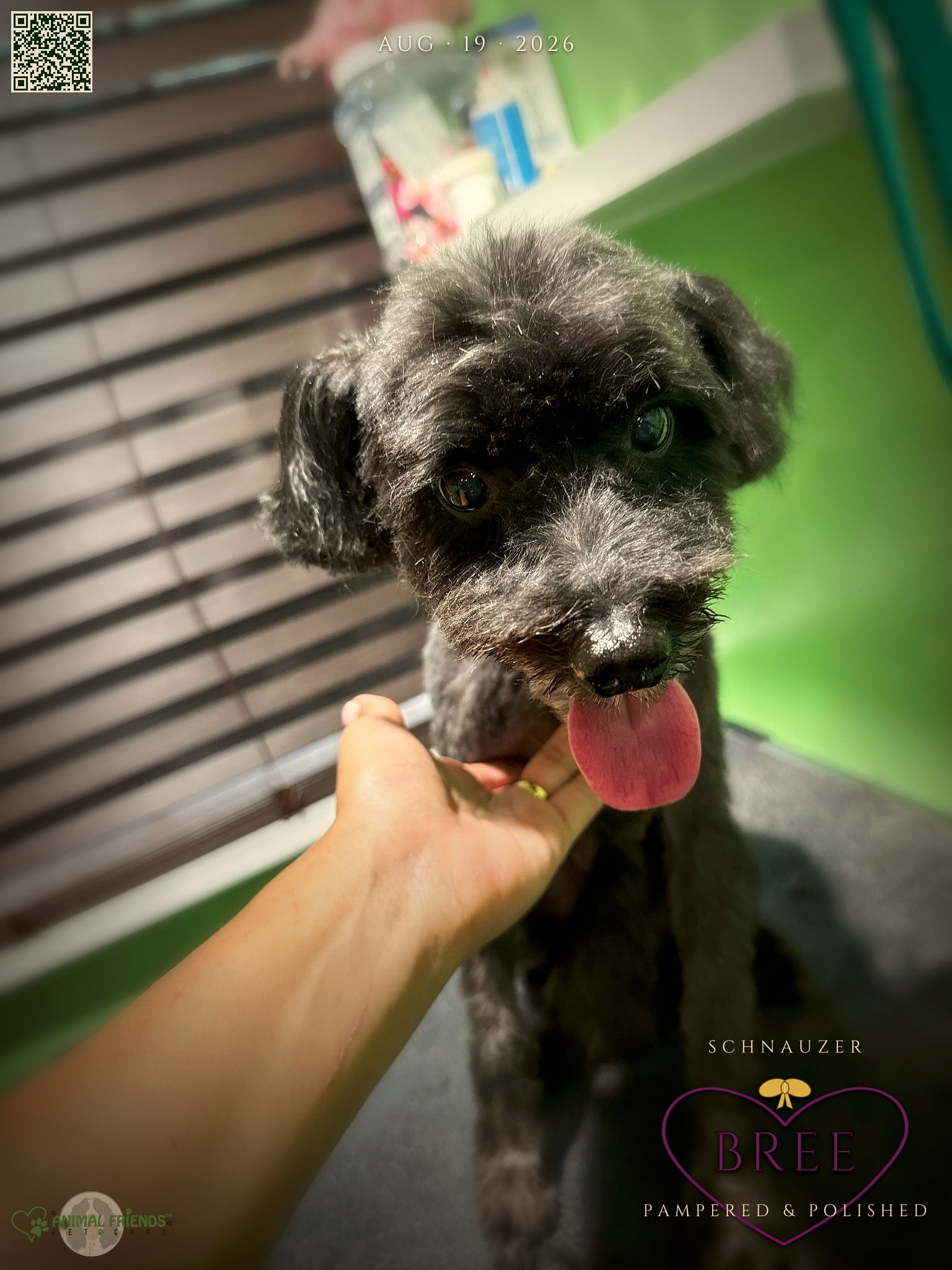 Bree - Grooming at Animal Friends Pet Care
