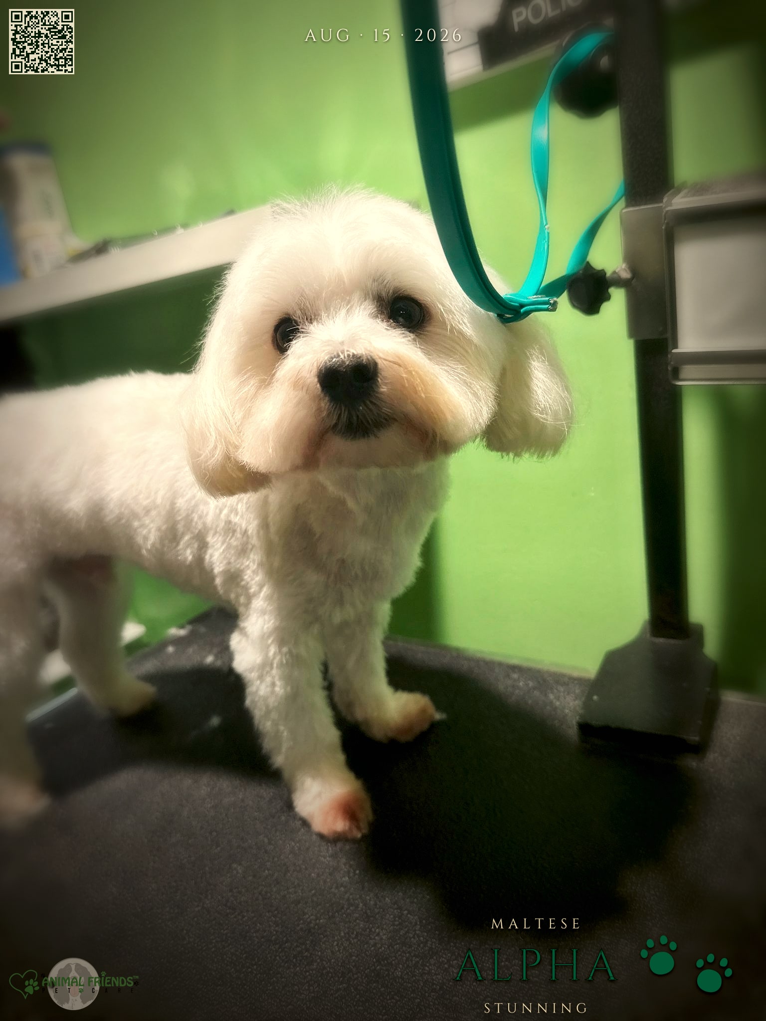 Alpha - Grooming at Animal Friends Pet Care