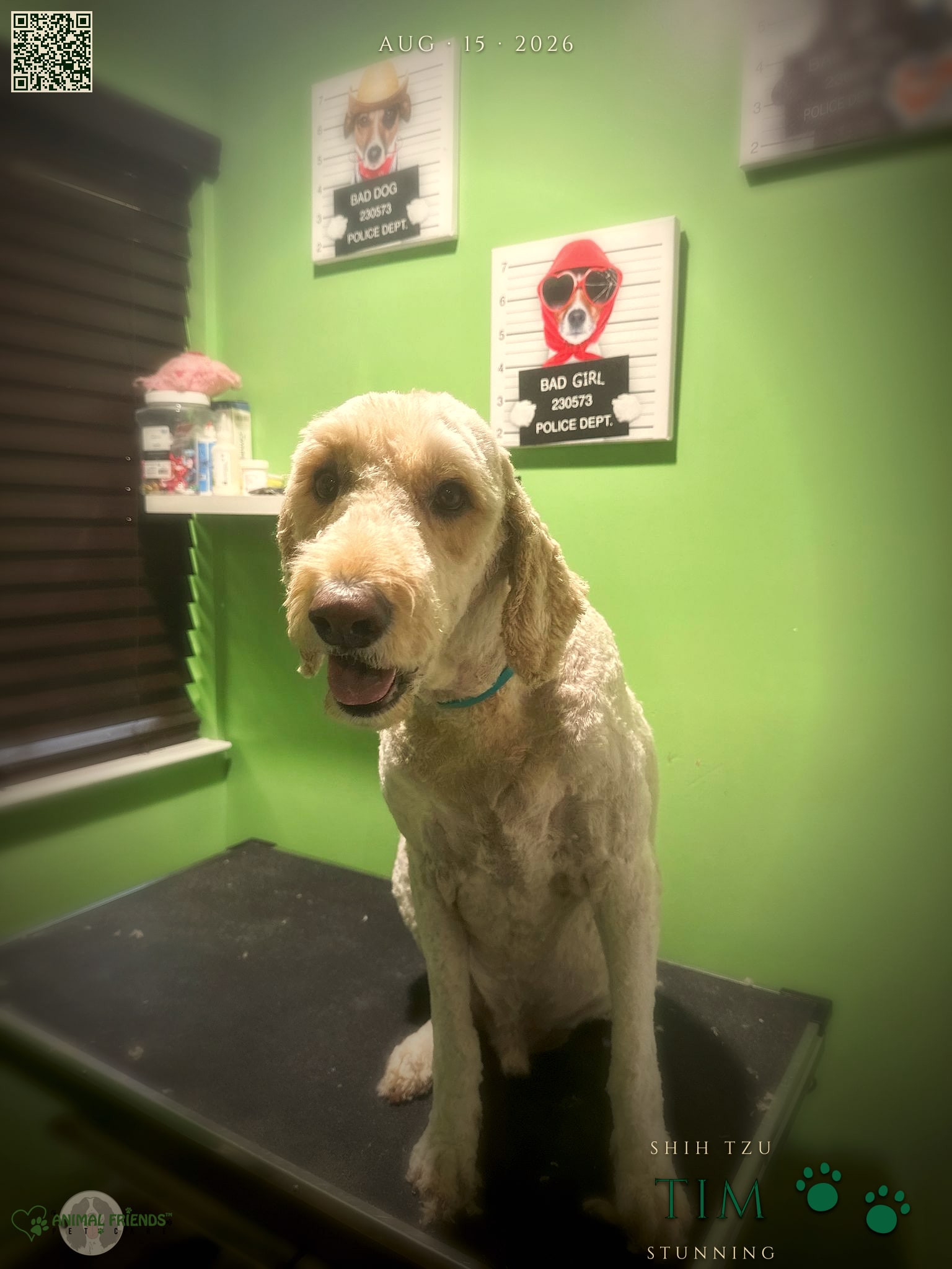 Tim - Grooming at Animal Friends Pet Care