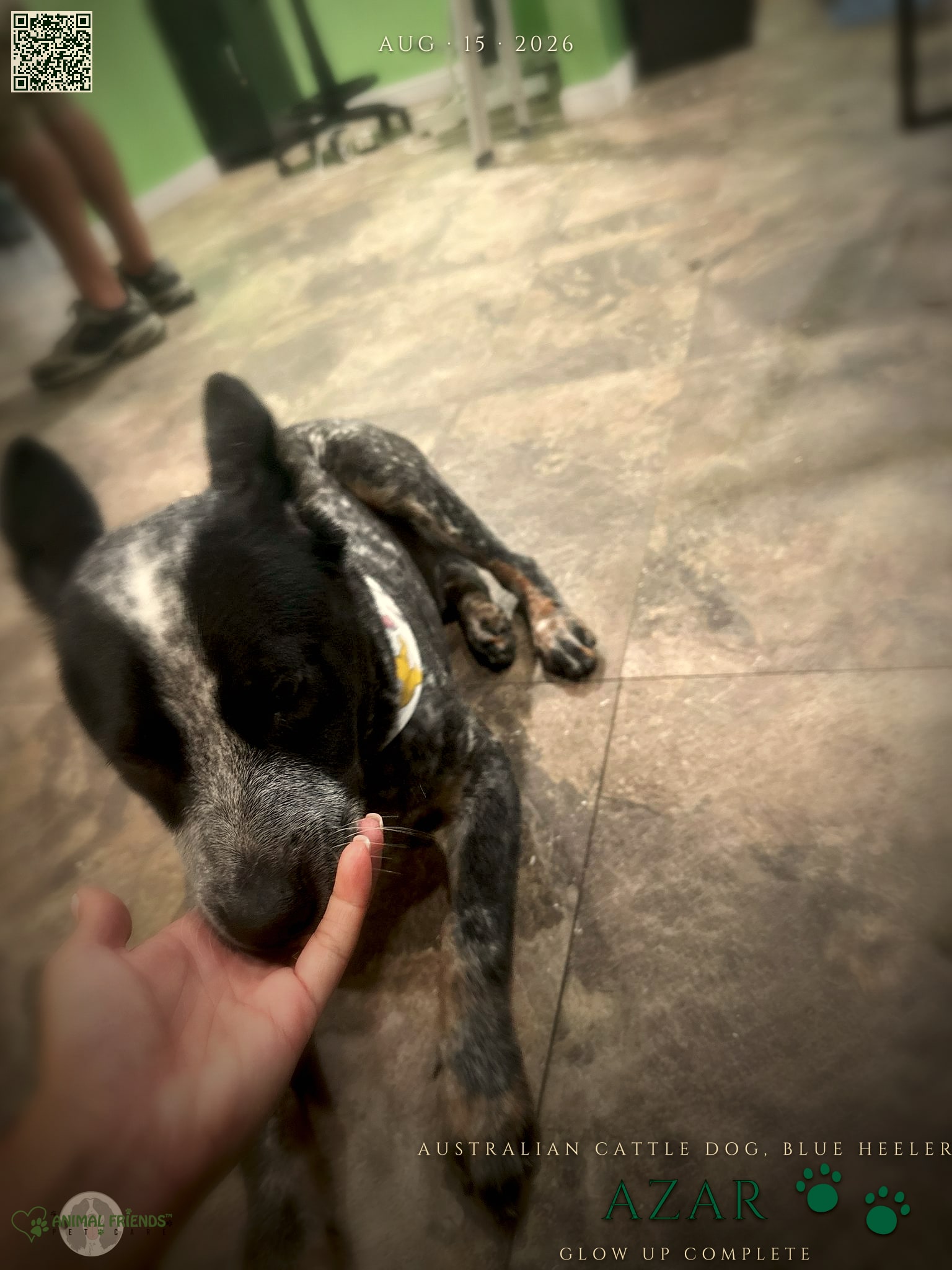 Azar - Grooming at Animal Friends Pet Care