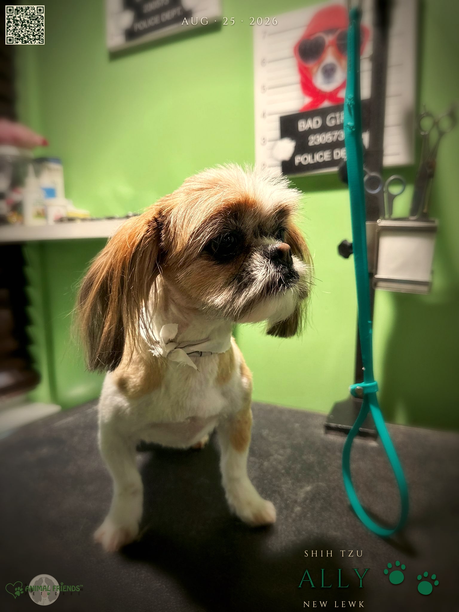 Ally - Grooming at Animal Friends Pet Care