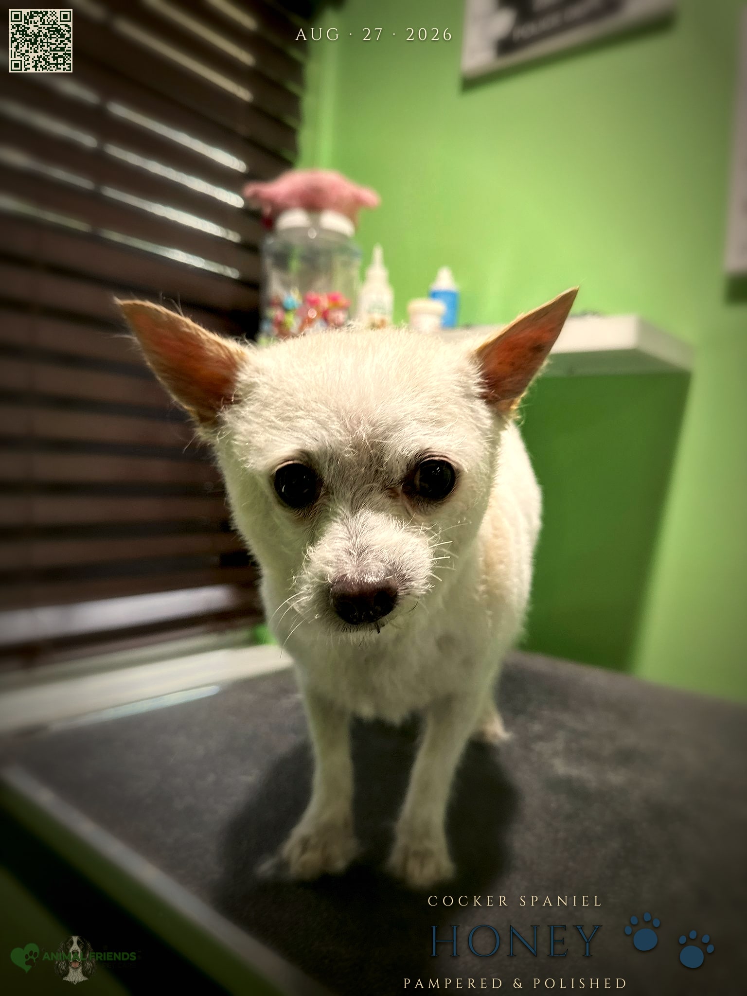 Honey - Grooming at Animal Friends Pet Care