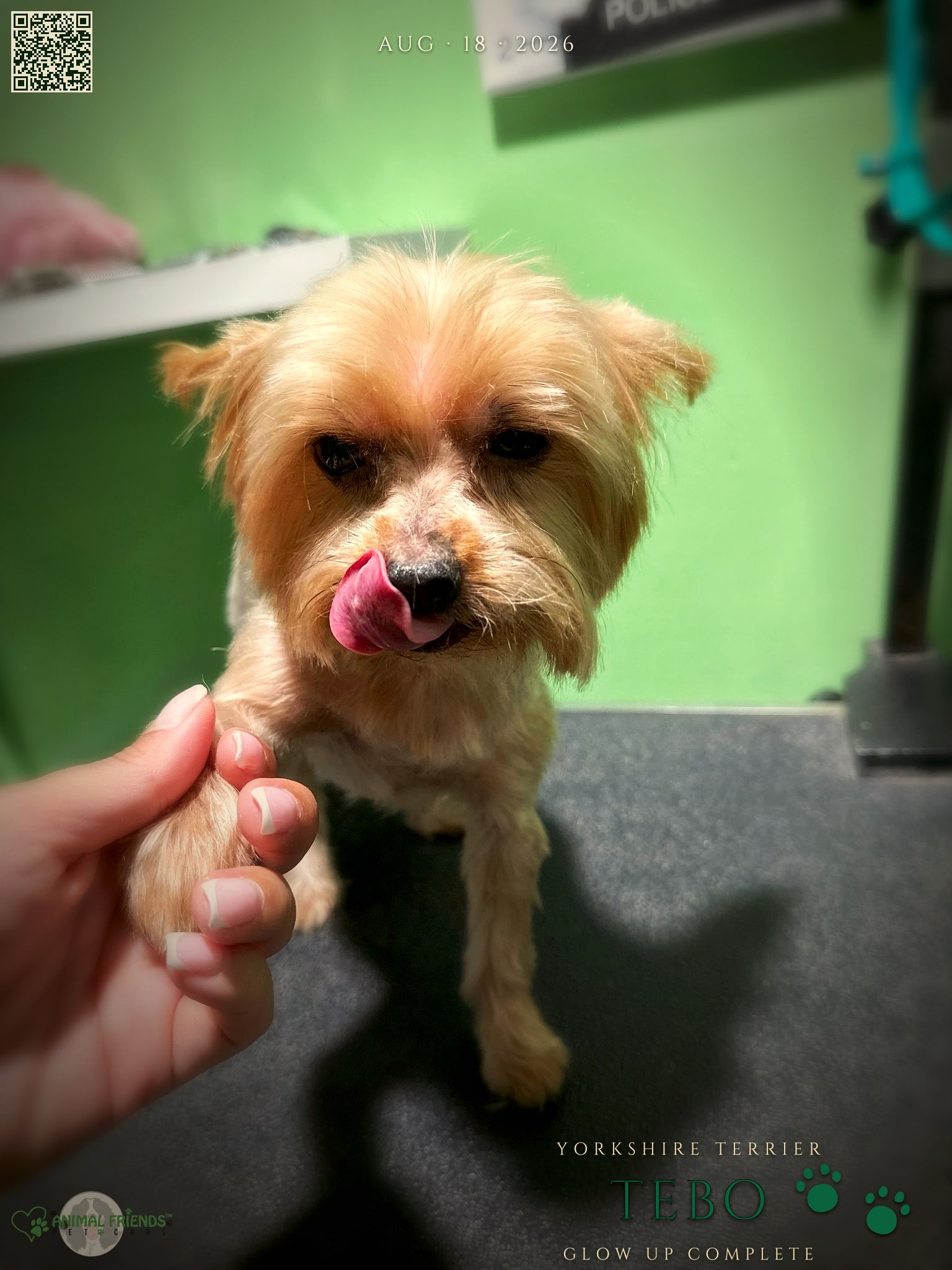 Tebo - Grooming at Animal Friends Pet Care