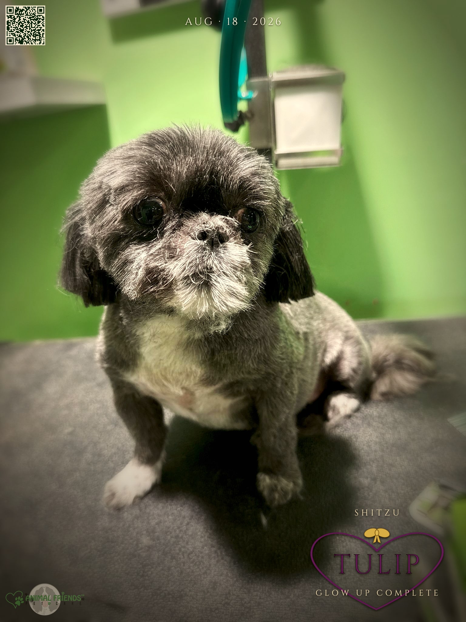 Tulip - Grooming at Animal Friends Pet Care