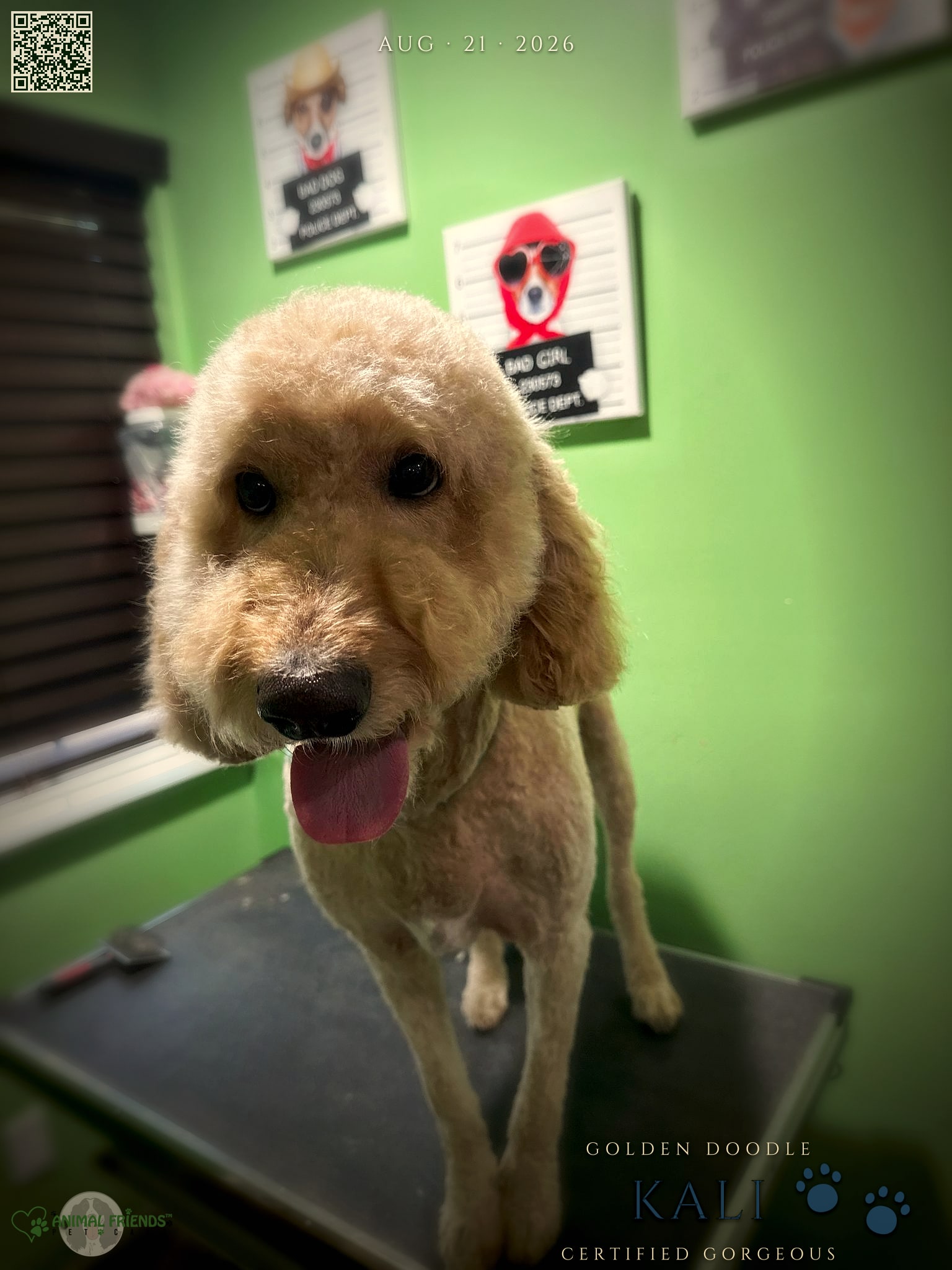 Kali - Grooming at Animal Friends Pet Care