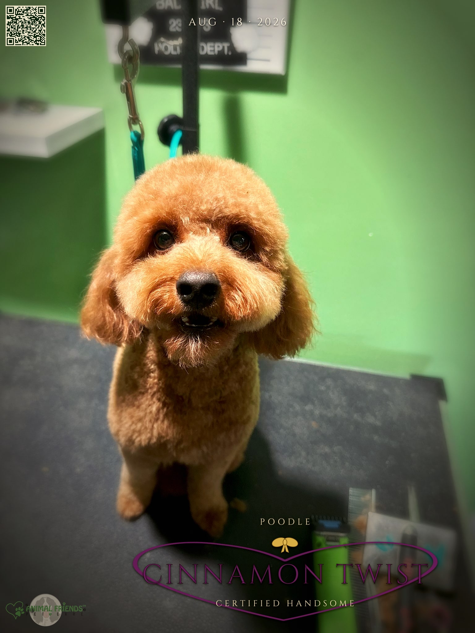 Cinnamon Twist - Grooming at Animal Friends Pet Care