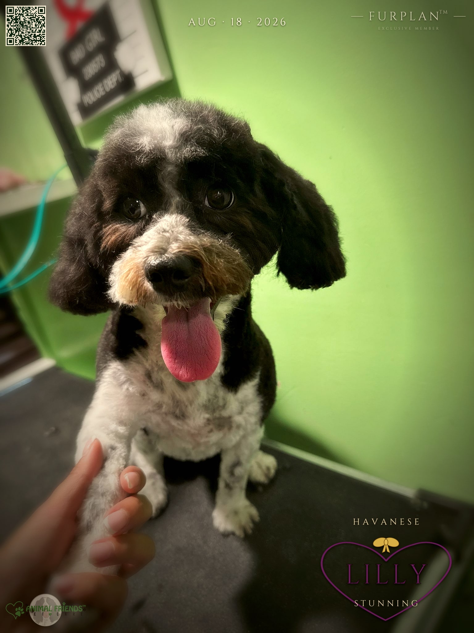 Lilly - Grooming at Animal Friends Pet Care