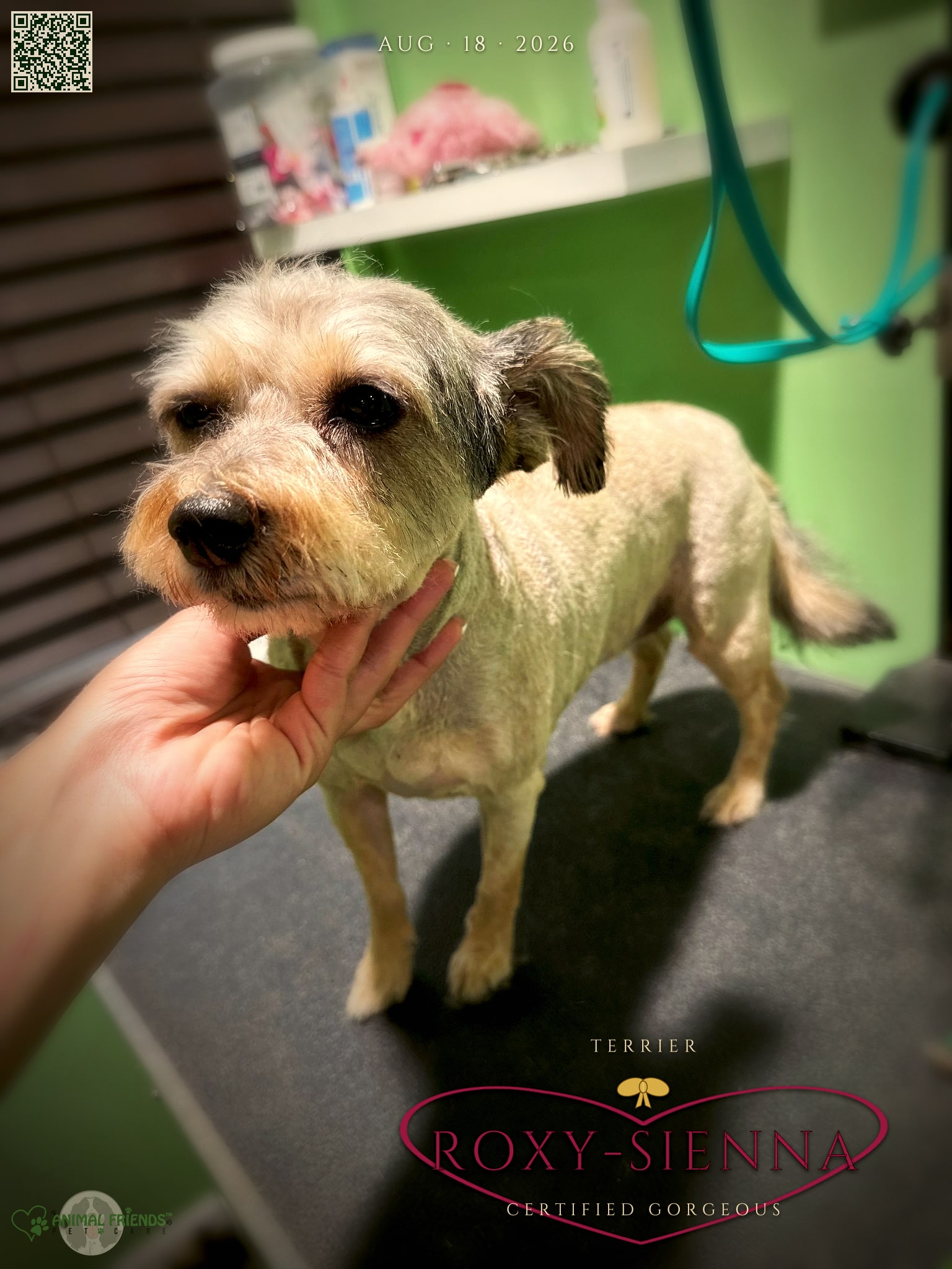 Roxy-Sienna - Grooming at Animal Friends Pet Care