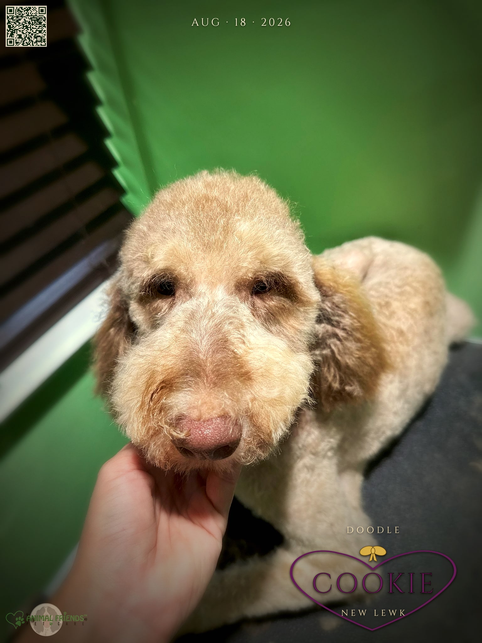Cookie - Grooming at Animal Friends Pet Care