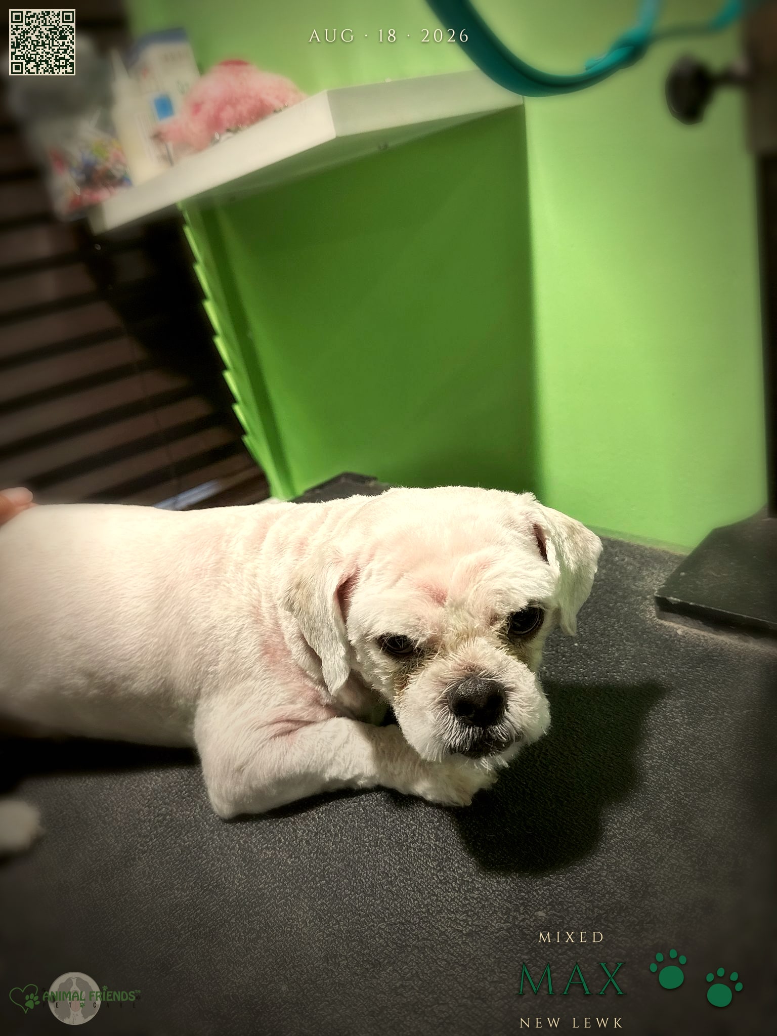 Max - Grooming at Animal Friends Pet Care