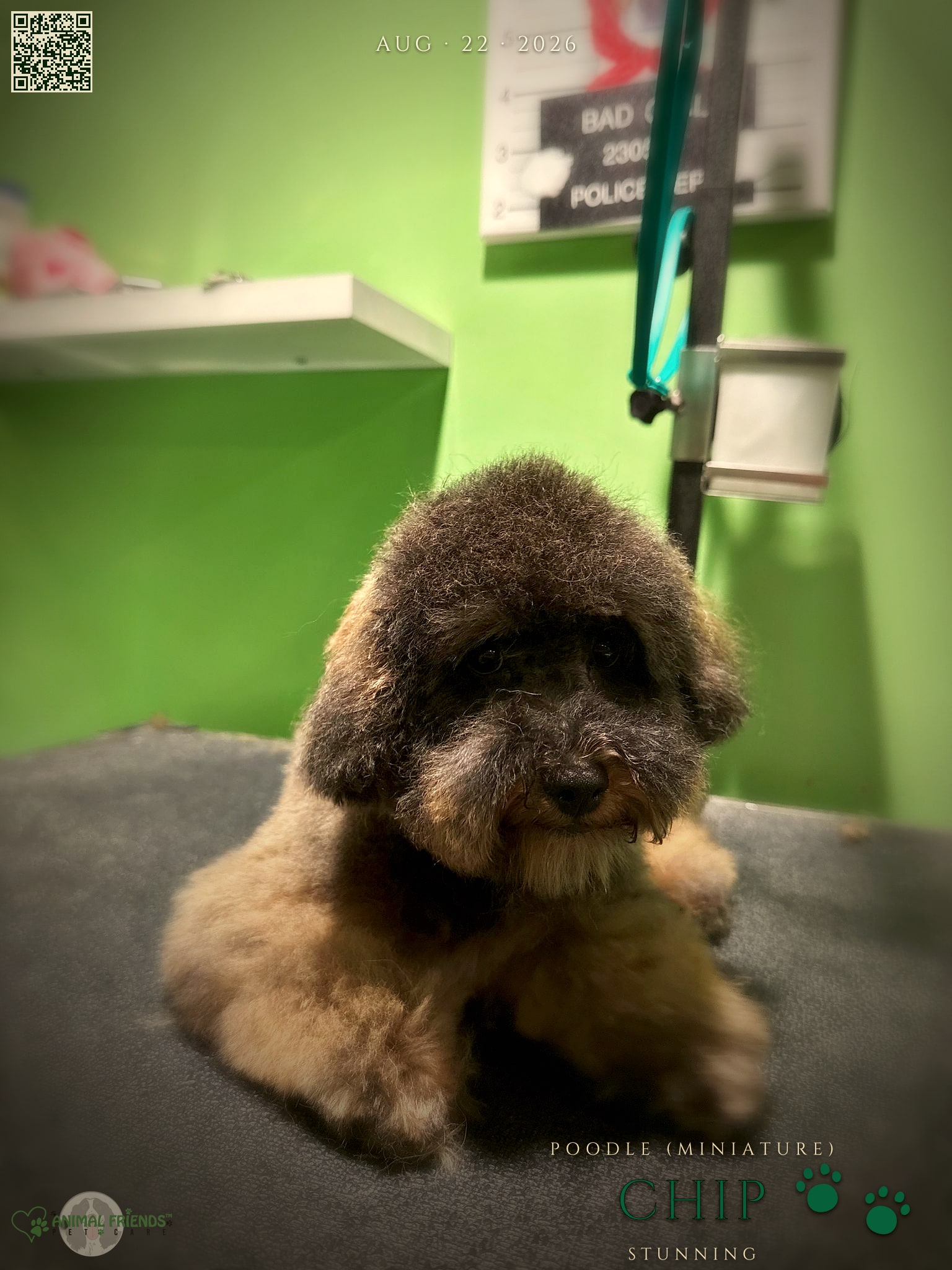 Chip - Grooming at Animal Friends Pet Care