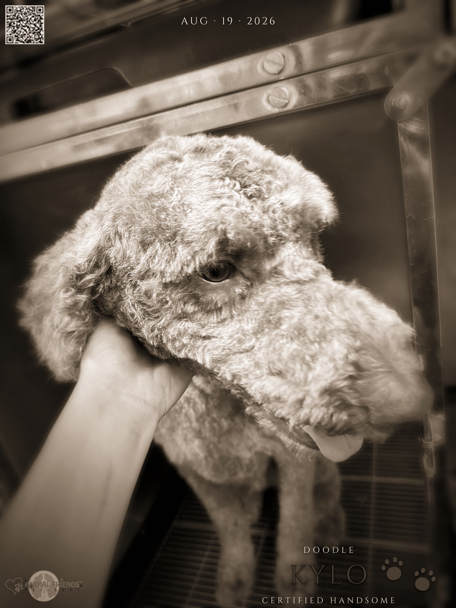 Kylo - Grooming at Animal Friends Pet Care